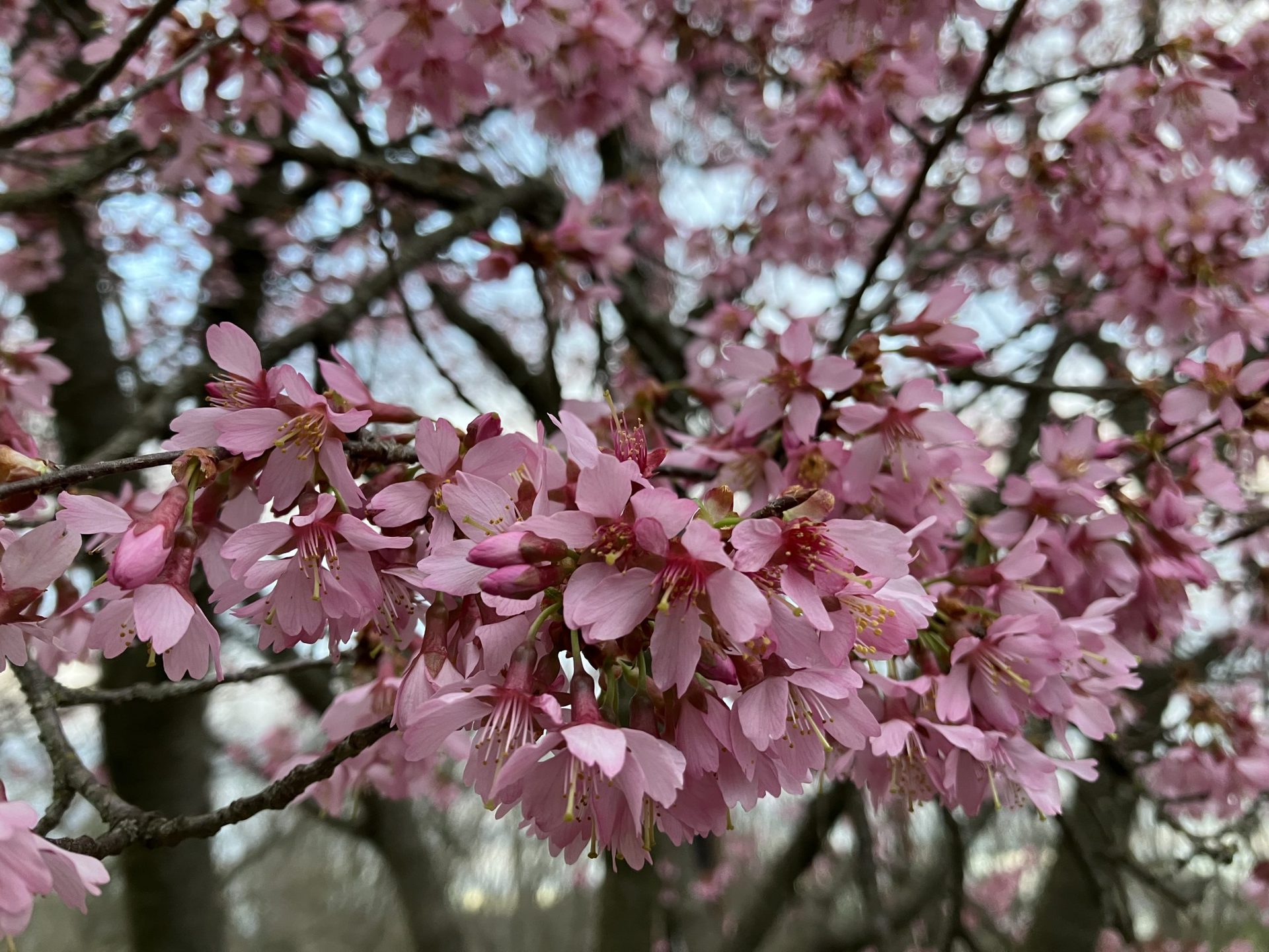 iPhone SE pink cherry blossom