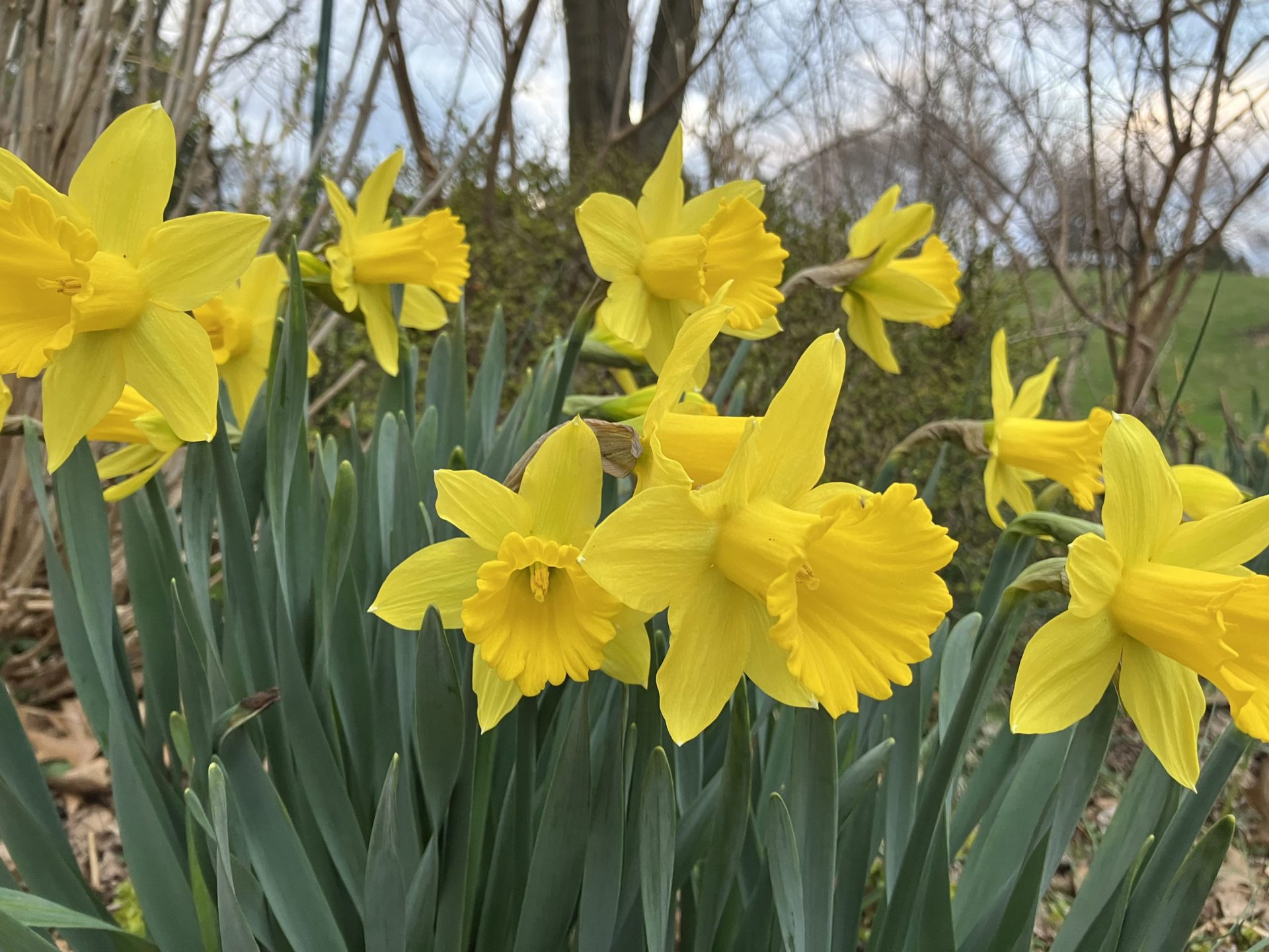 iPhone SE yellow daffodils with green leaves