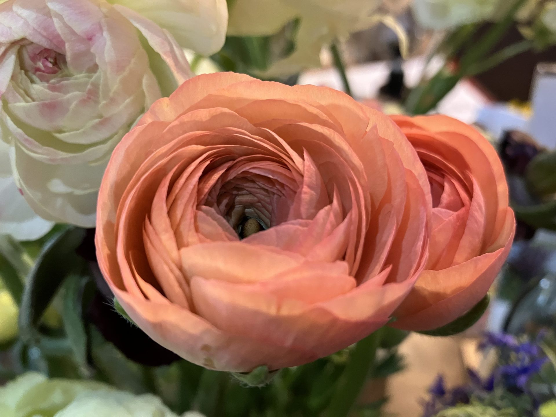 iPhone SE close up of a peach flower