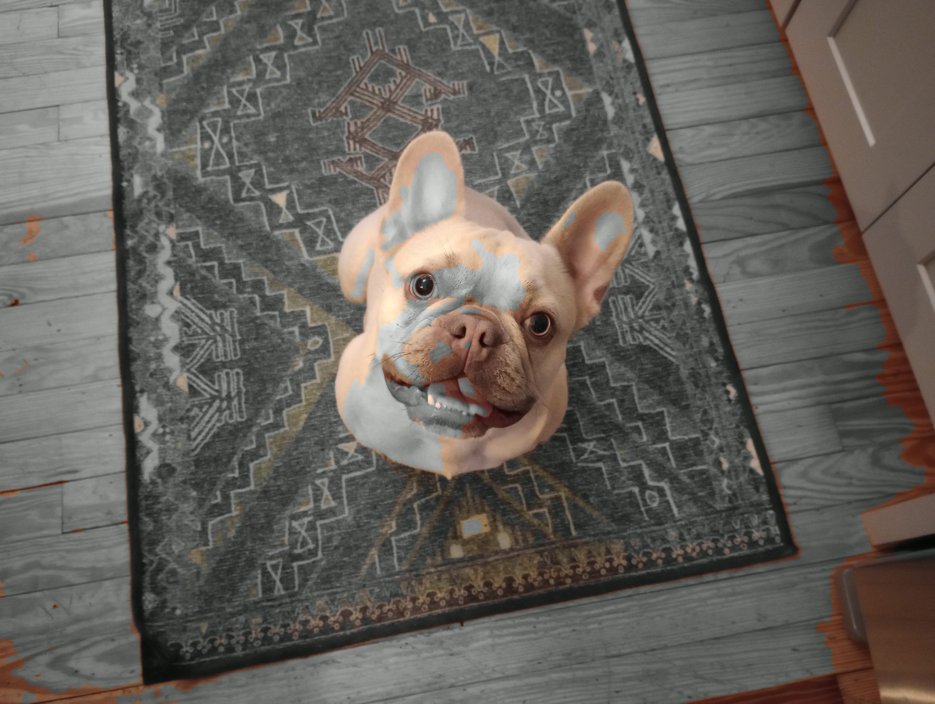 Moto G Stylus color picker shot of a dog on a rug, looking up at the camera