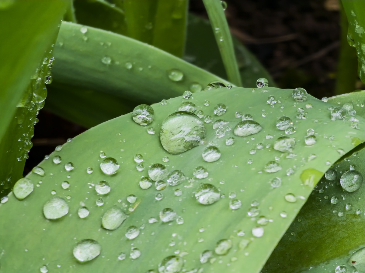 Macro camera sample of raindrops on a leaf Photoshop Edit