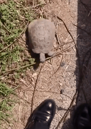 turtle mad
