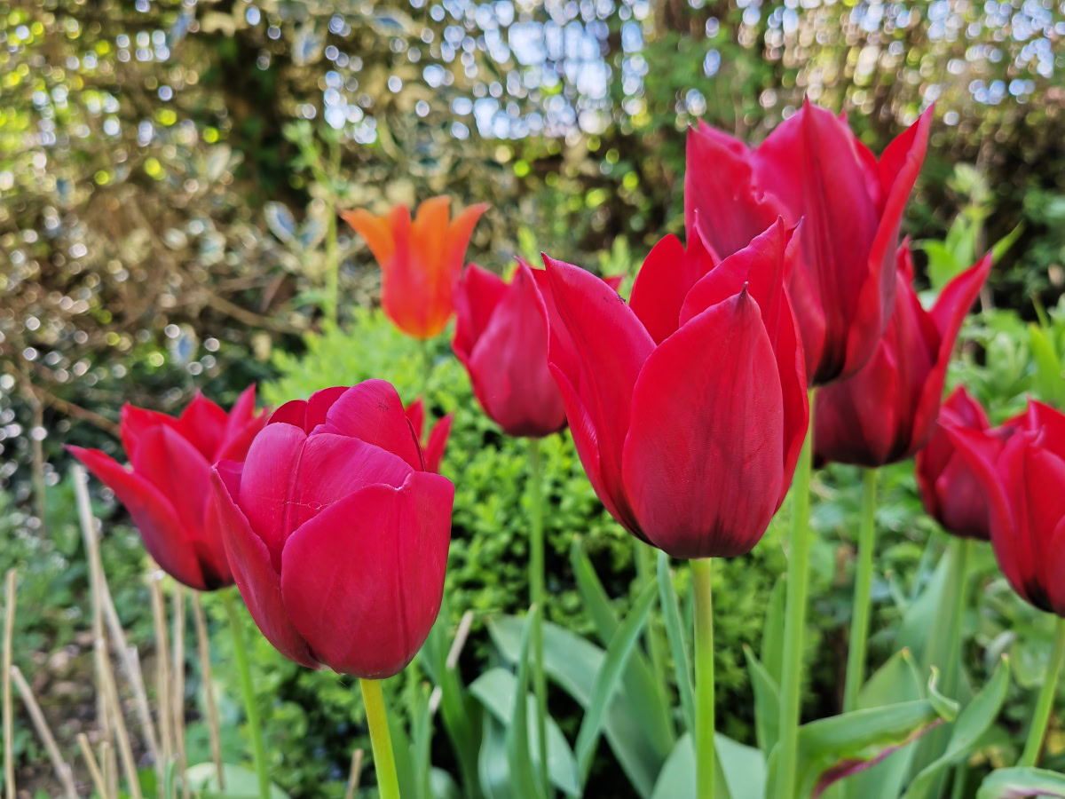 Honor Magic 4 Pro camera sample bright red and green tulips.