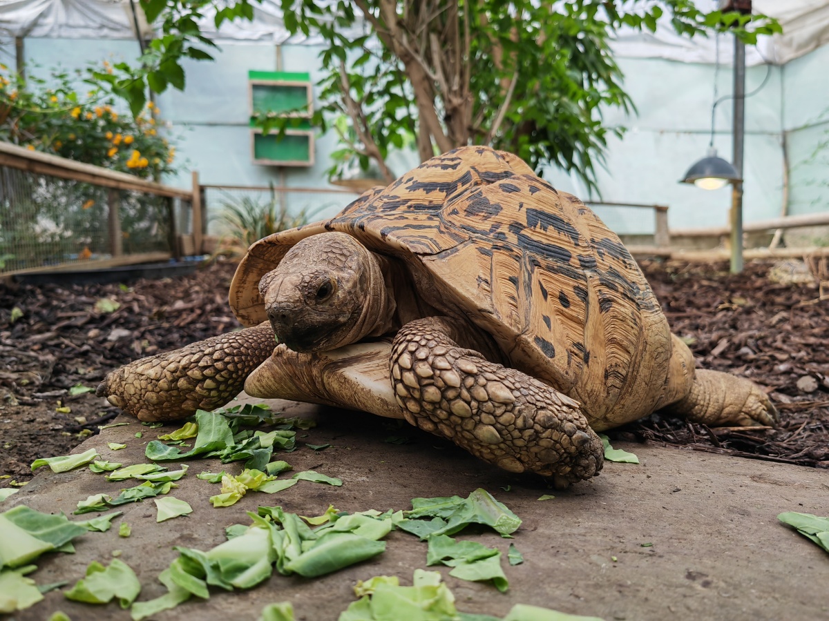 Honor Magic 4 Pro camera sample tortoise eating green leaves