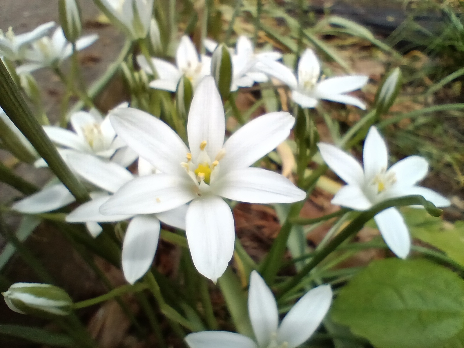 moto g 5g macro white flowers