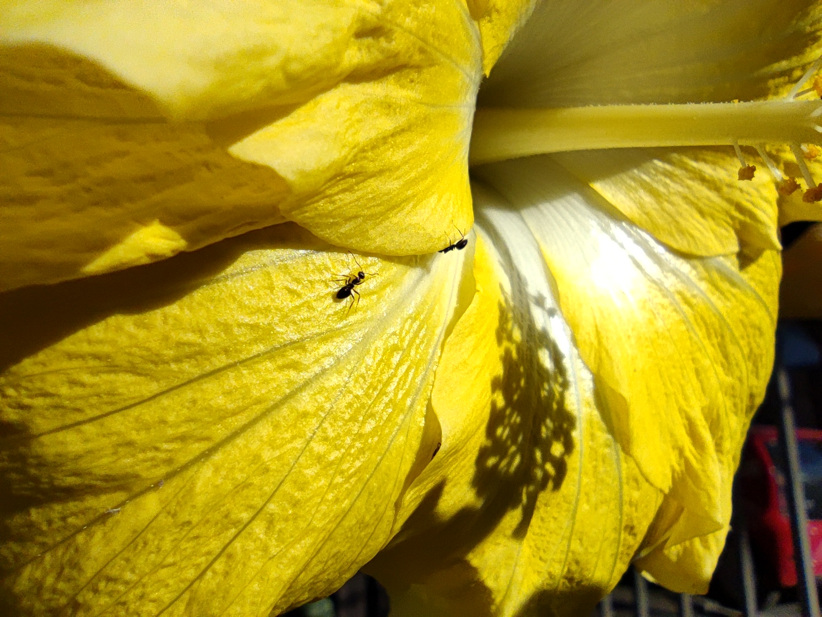 Poco F4 macro yellow flower