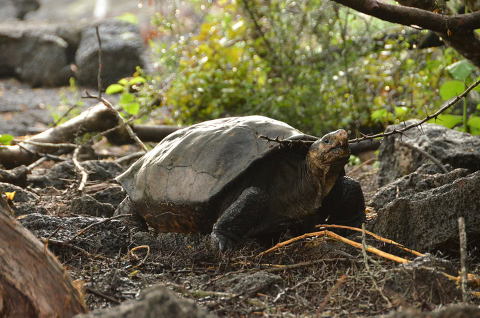 giant tortoise