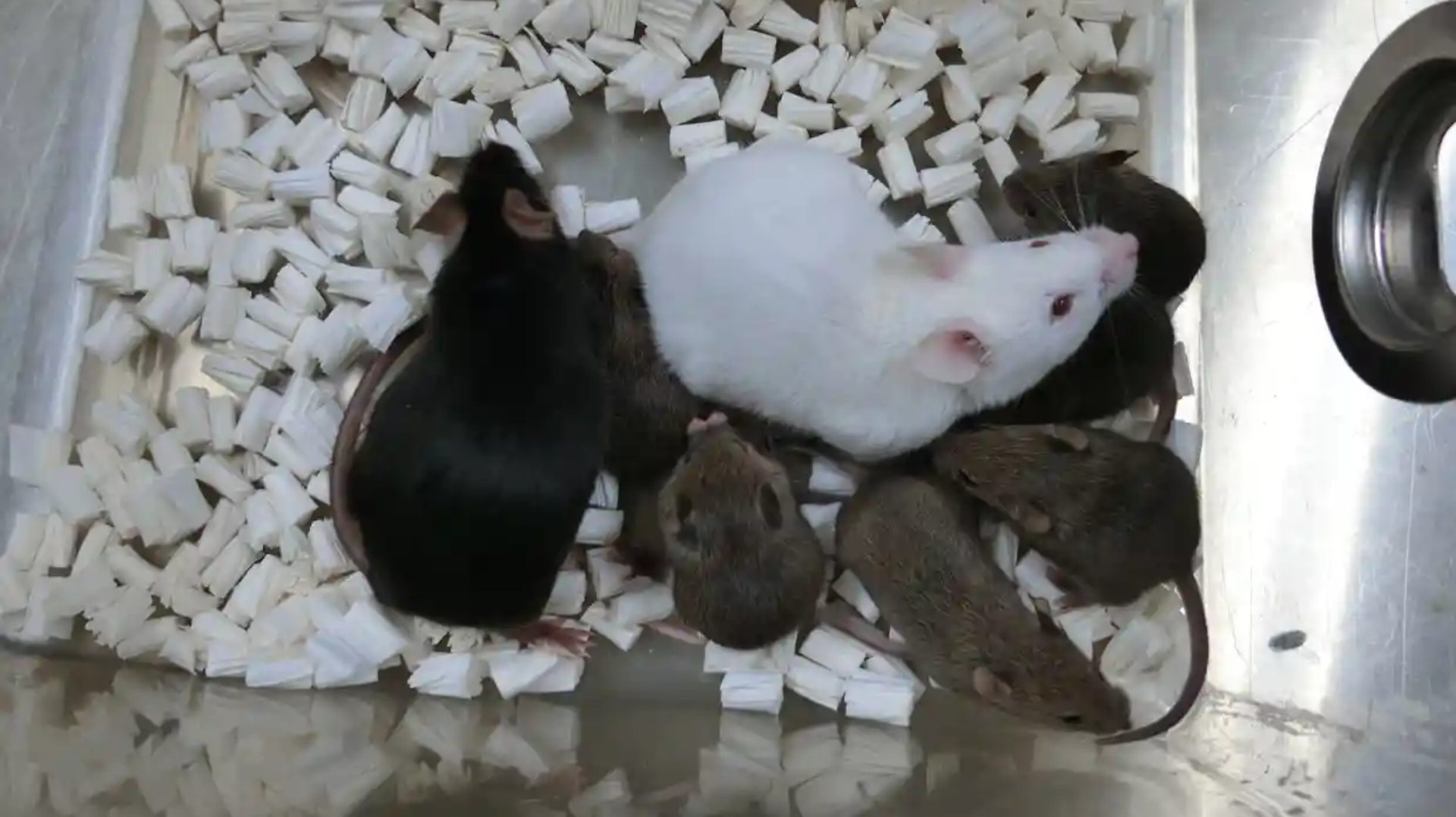 Universitas tikus kloning yamanashi jepang