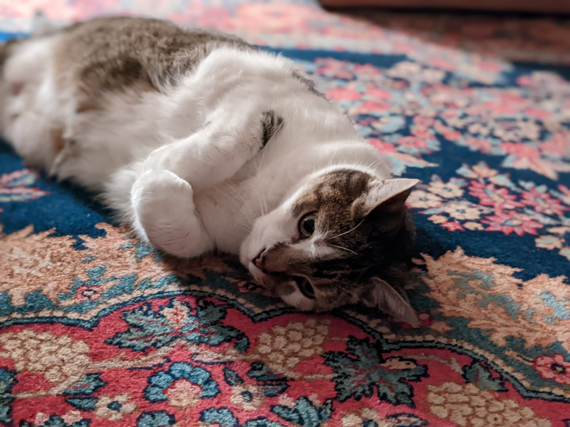 Pixel 6a low light portrait mode cat
