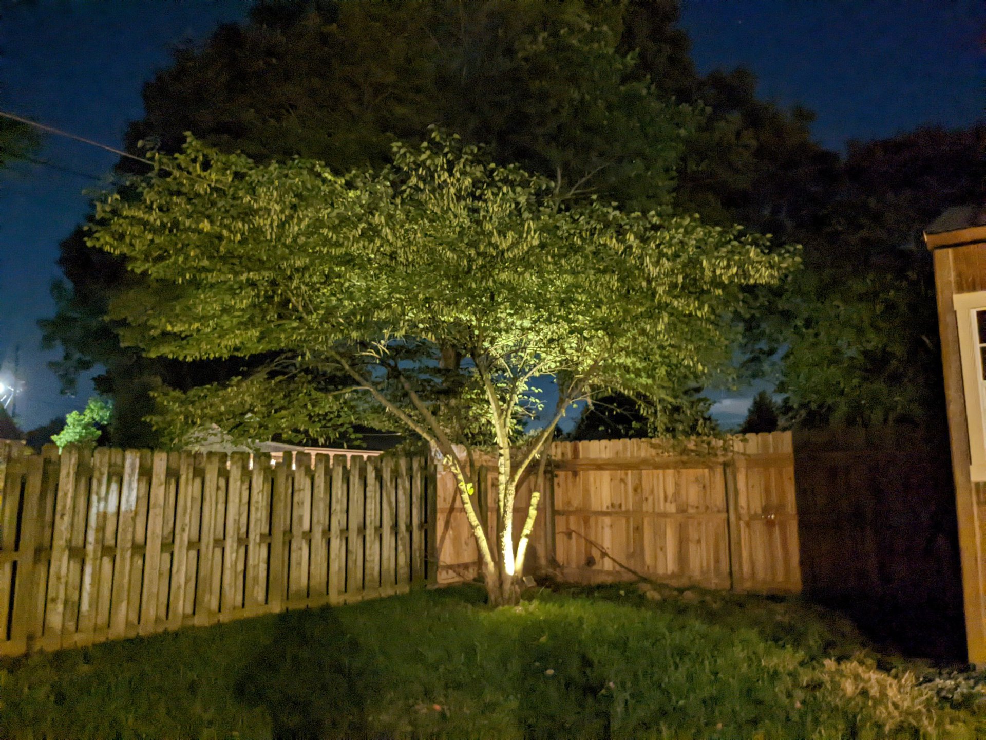 Pixel 6a night mode tree