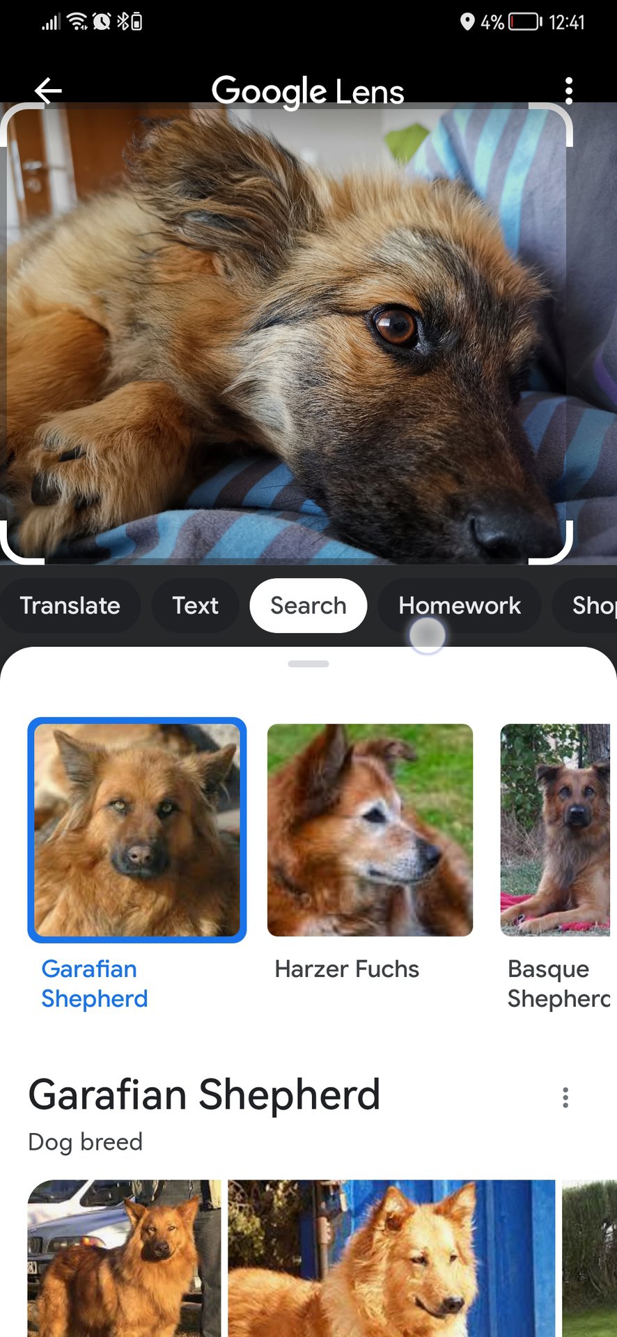 google lens find pets breed