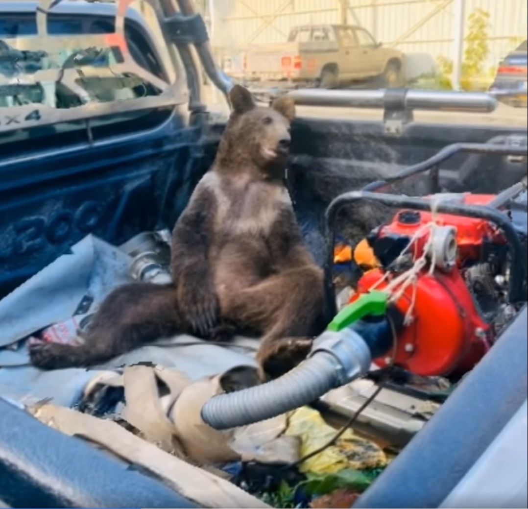 intoxicated bear in truck