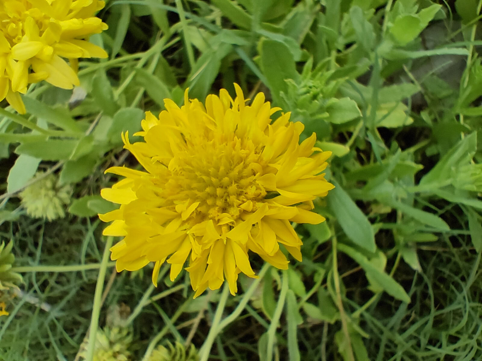 macro mode yellow flower with green leaves