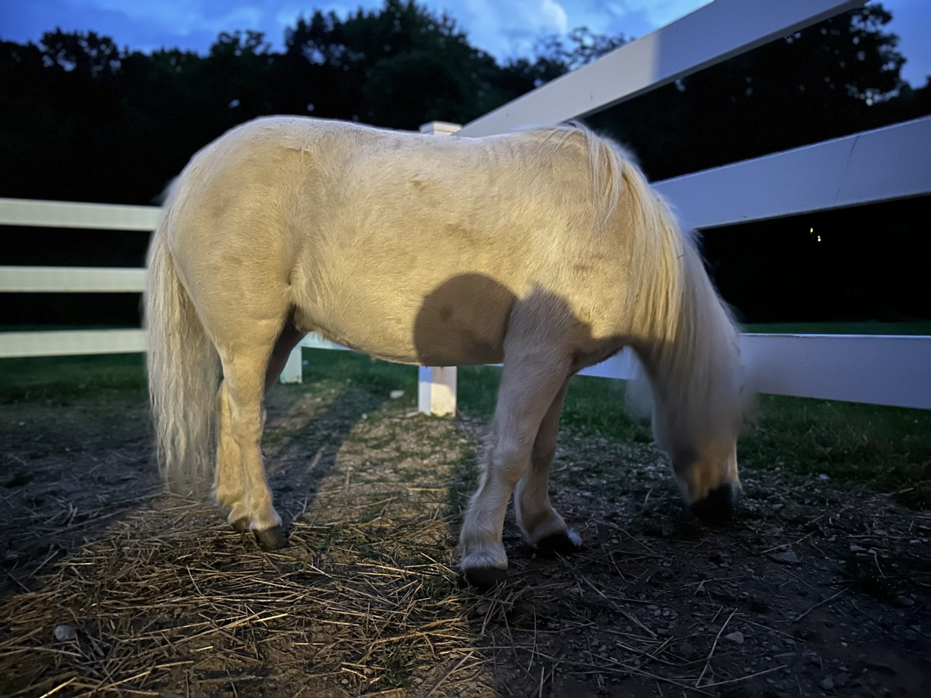 Apple iPhone 14 Pro horse low light portrait