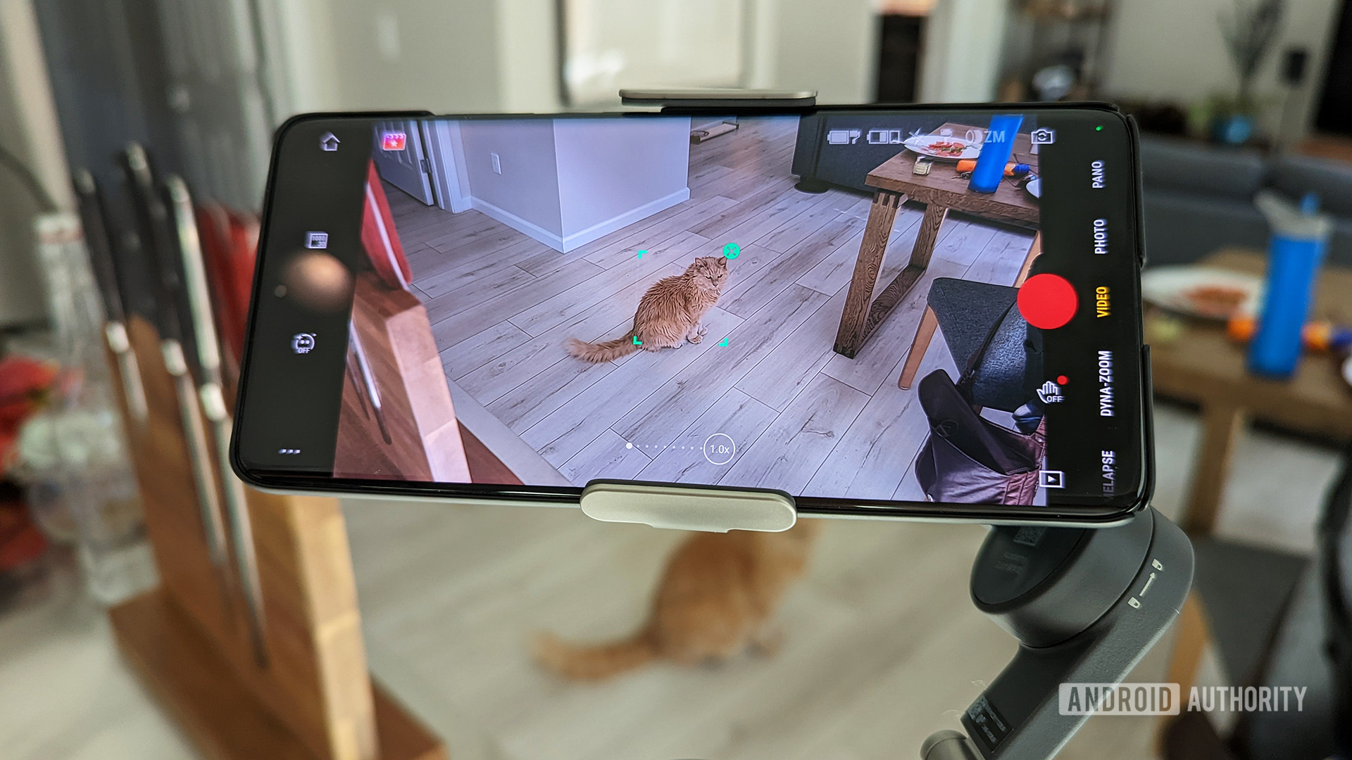 DJI Osmo Mobile 6 Review ActiveTrack 5.0 locked onto cat