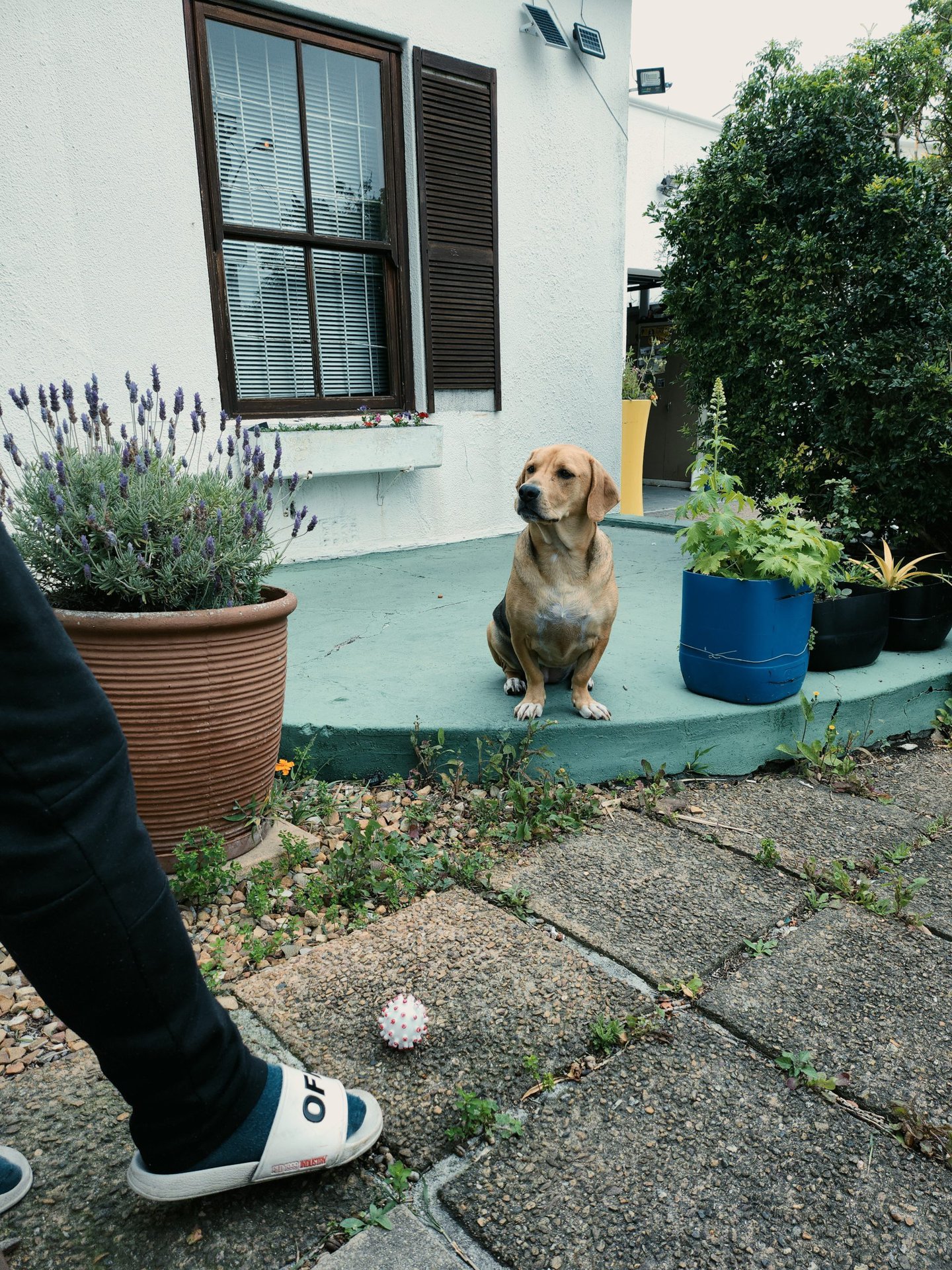 Galaxy Z Flip 4 Single Take dog photo