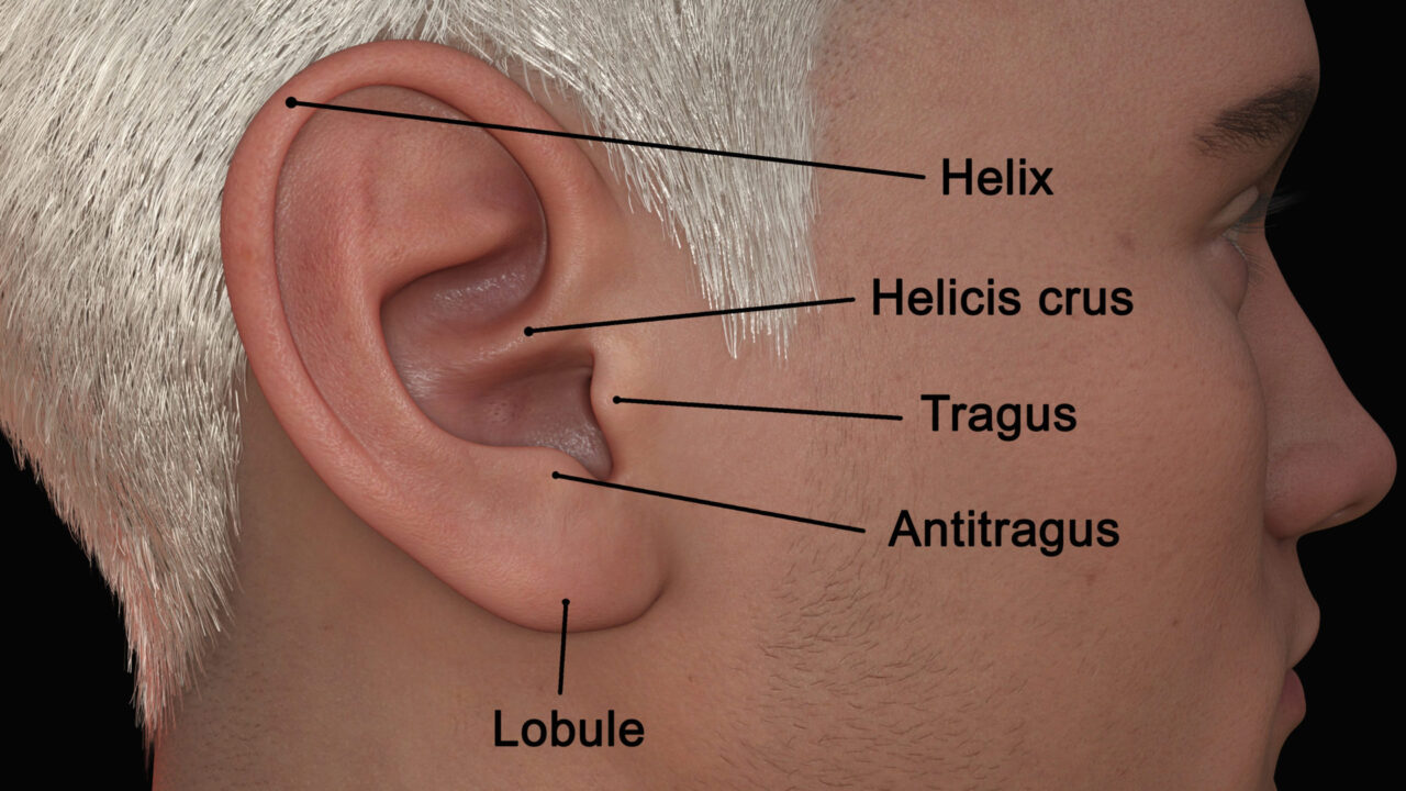 Earbus Behind Ear R How to keep your earbuds from falling out - Android Authority