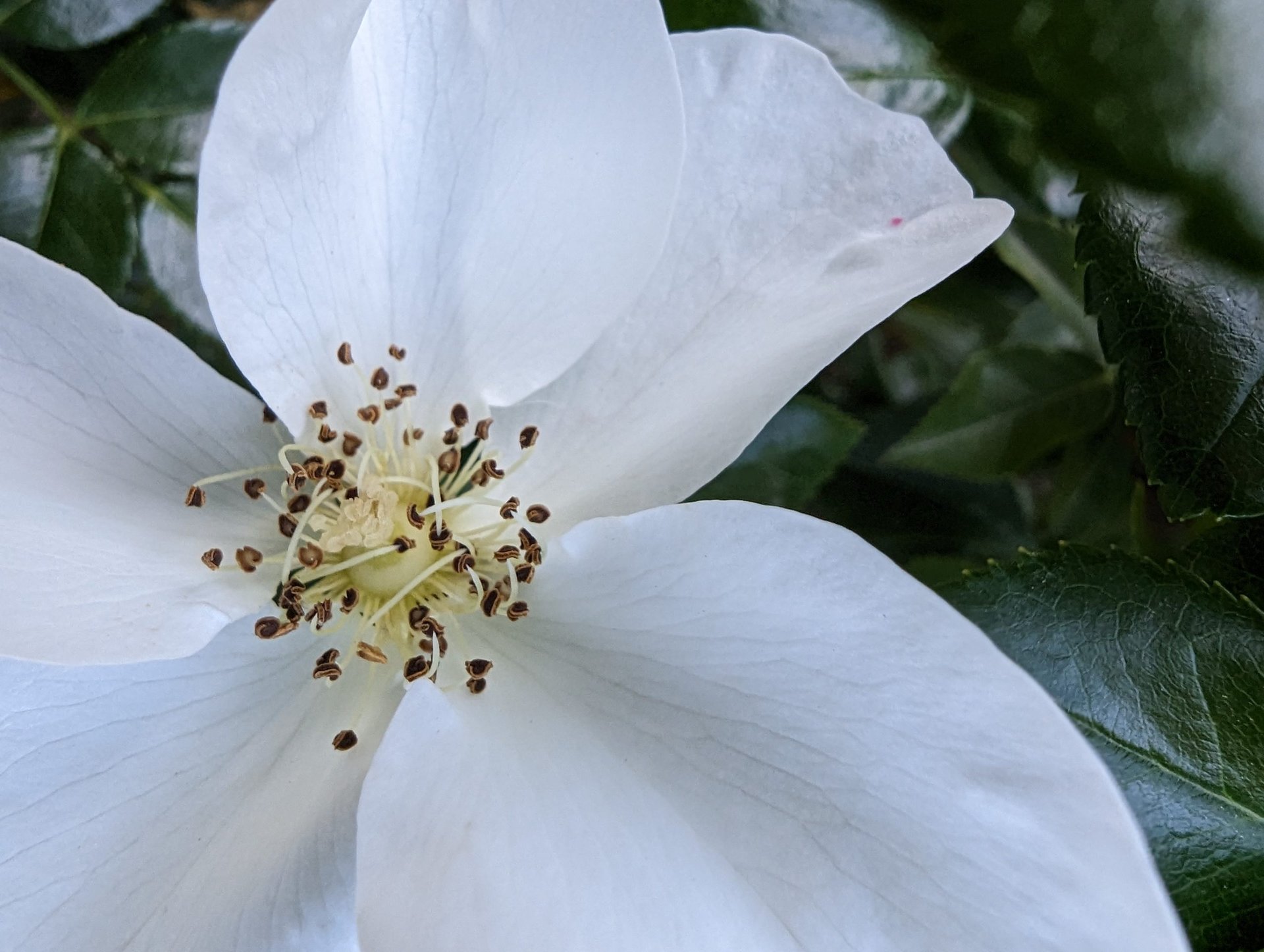 Google Pixel 7 Pro camera macro flower white