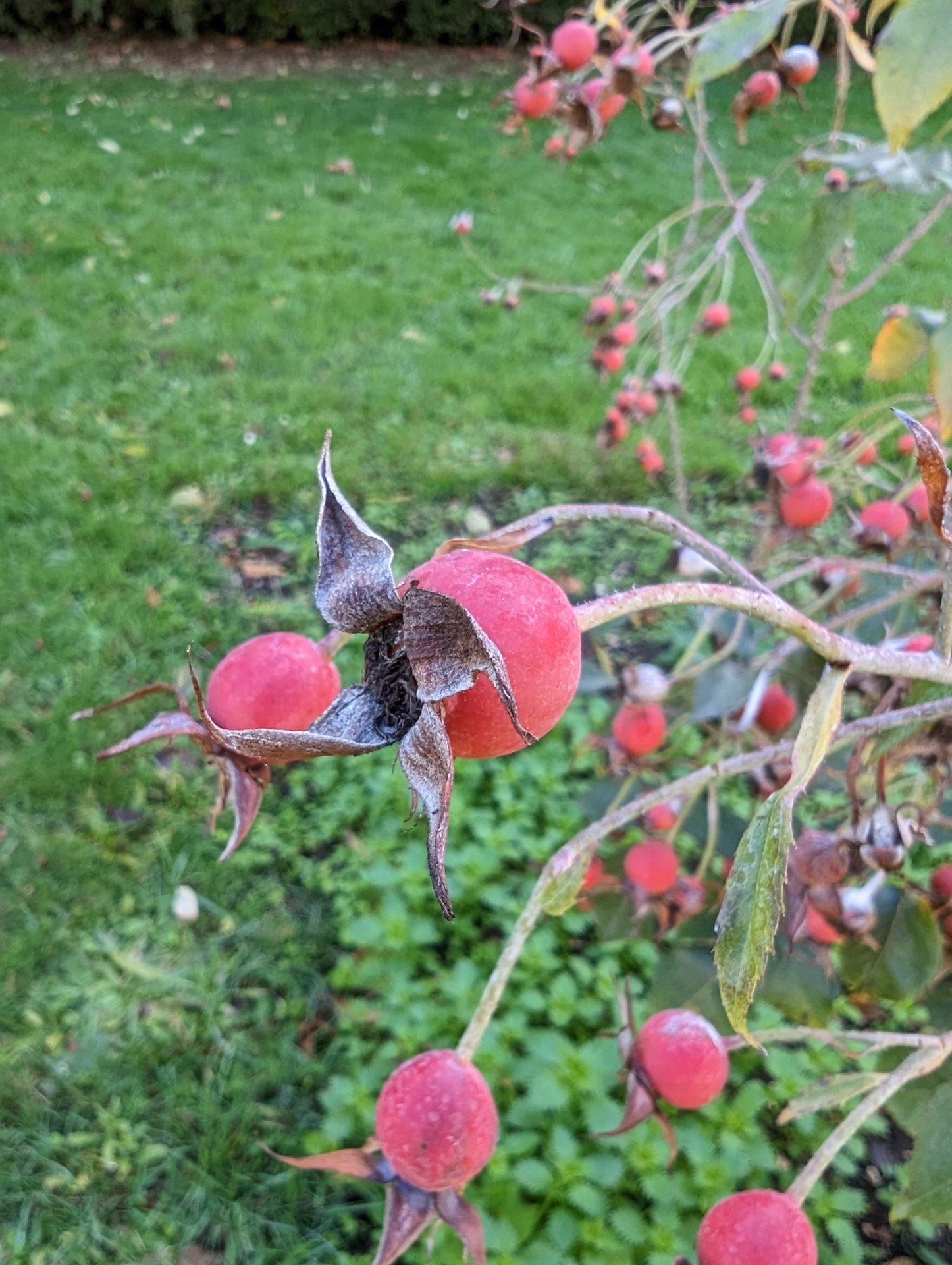 Google Pixel 7 Pro camera samples botanical garden 1