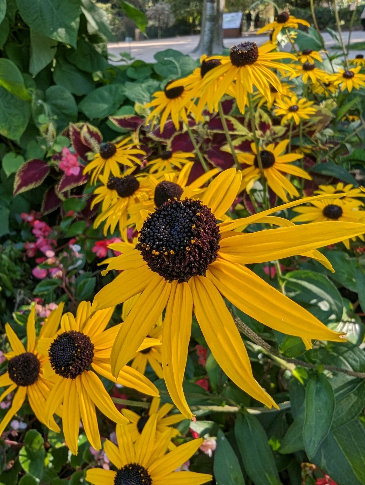 Google Pixel 7 Pro camera samples botanical garden 15
