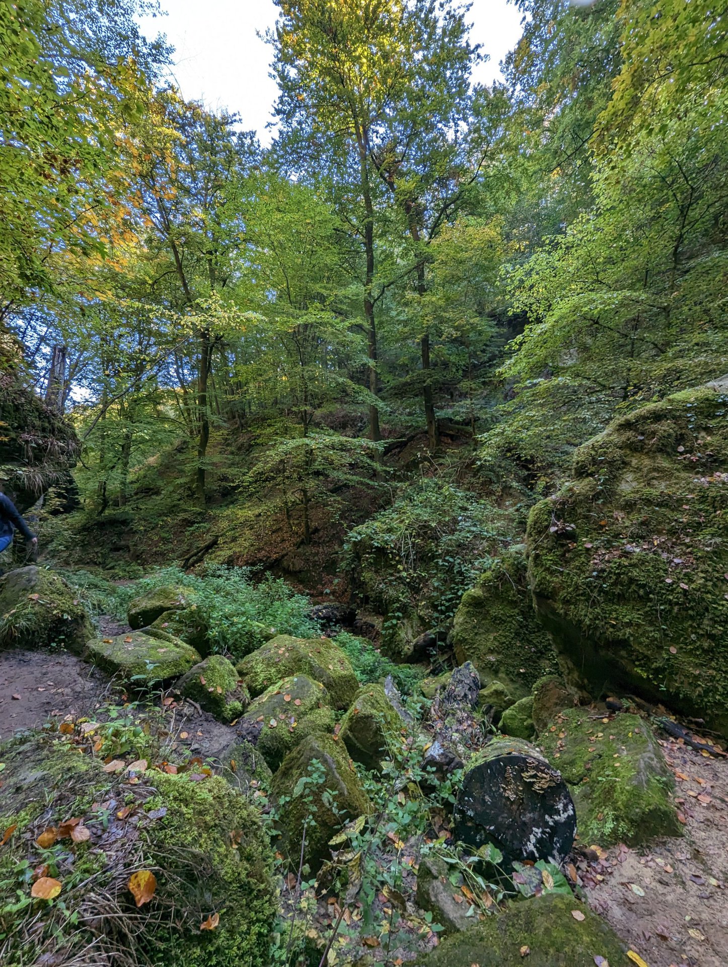Google Pixel 7 Pro camera samples nature hike 6