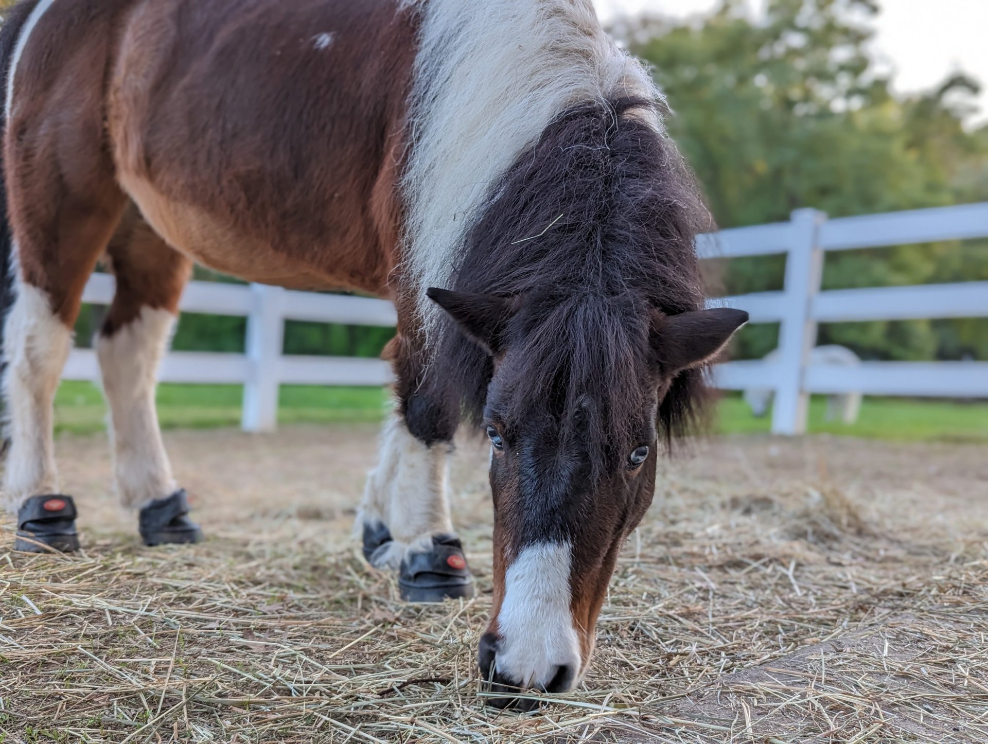 Retrato de cavalo do Google Pixel 7 Pro