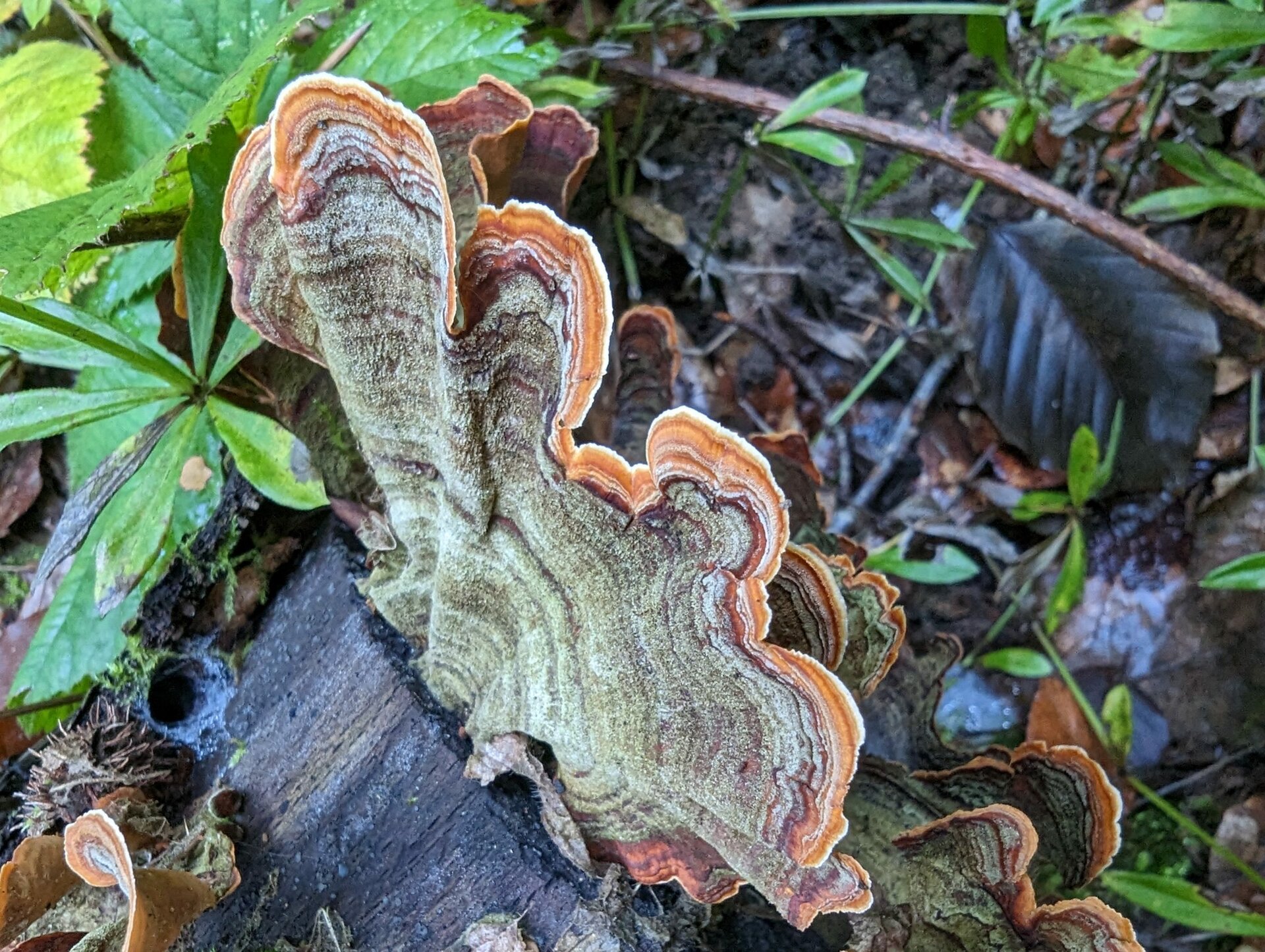 Rabo de peru macro do Google Pixel 7 Pro