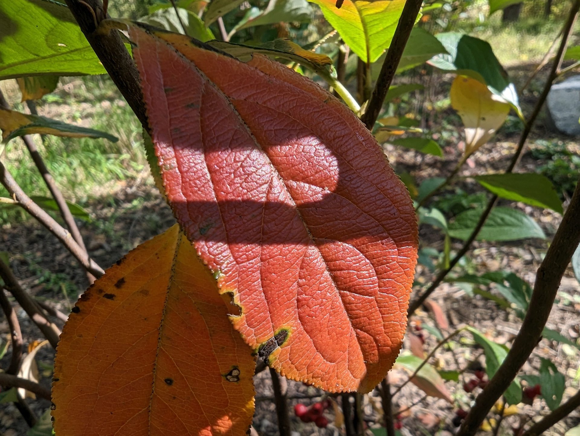 Google Pixel 7 Pro red leaf macro