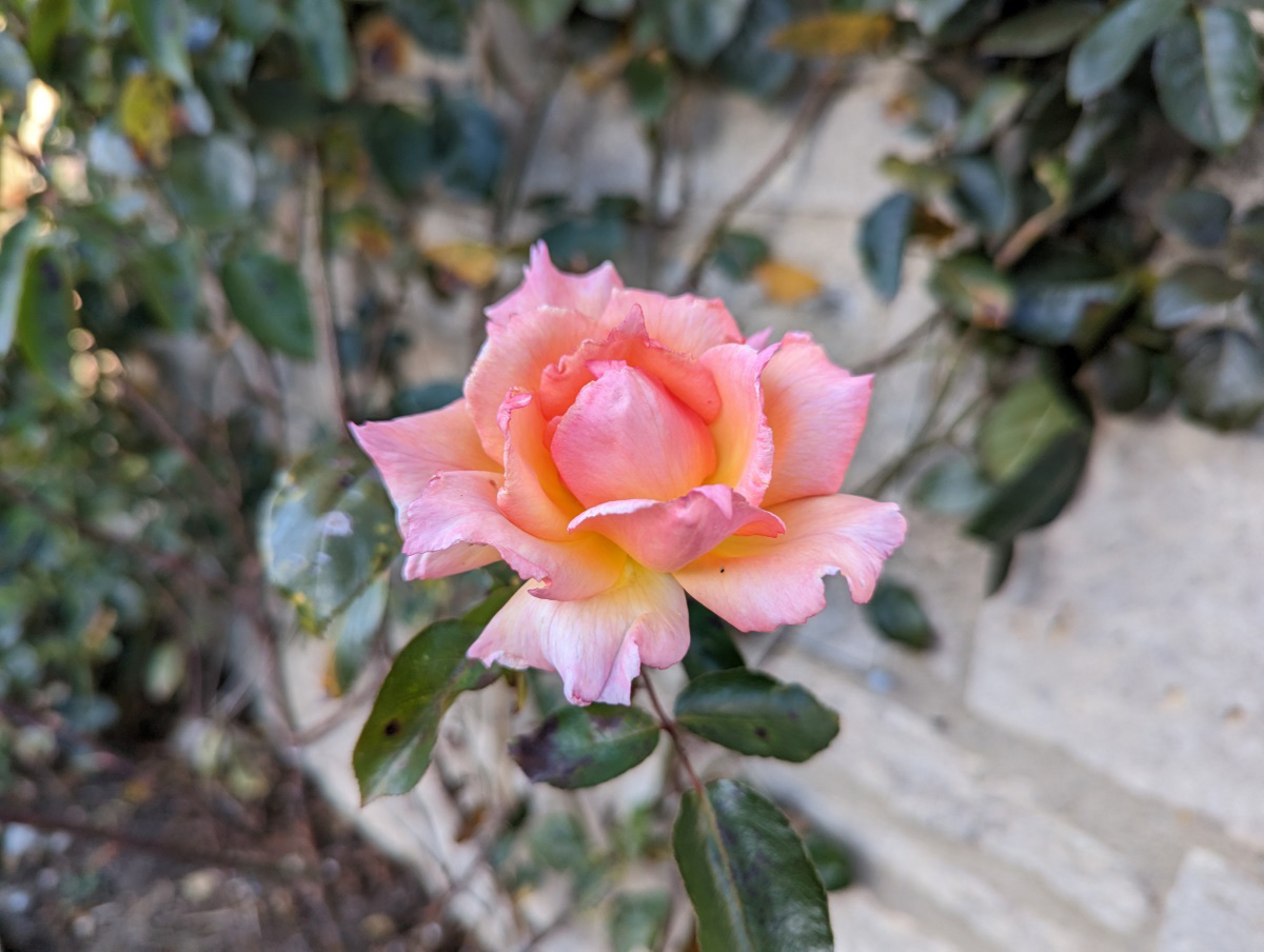 Google Pixel 7 camera sample pink rose close