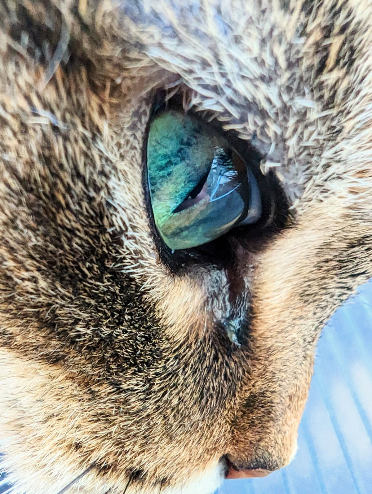 Macro shot of cat eye