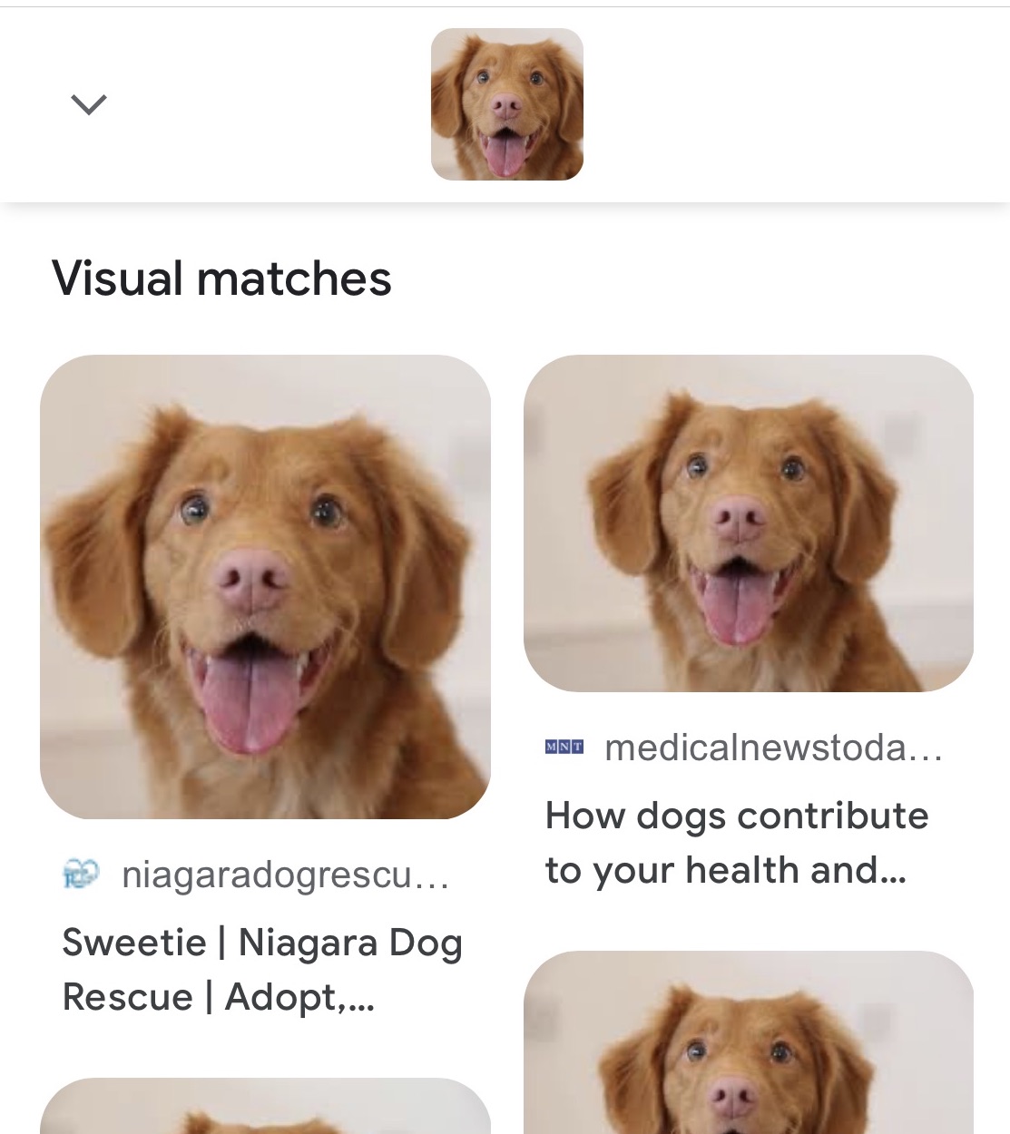google lens search results