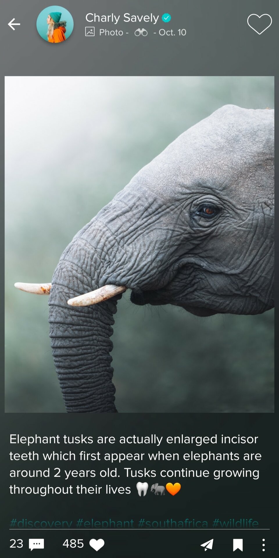 vero elephant photo