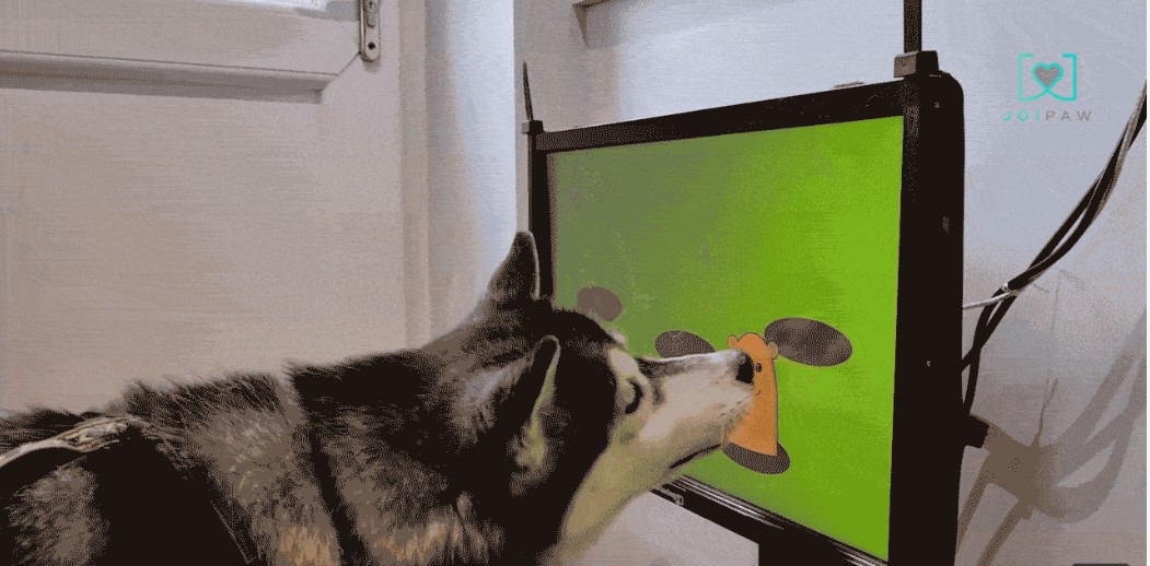 A dog plays Whack A Mole on the Joipaw console.
