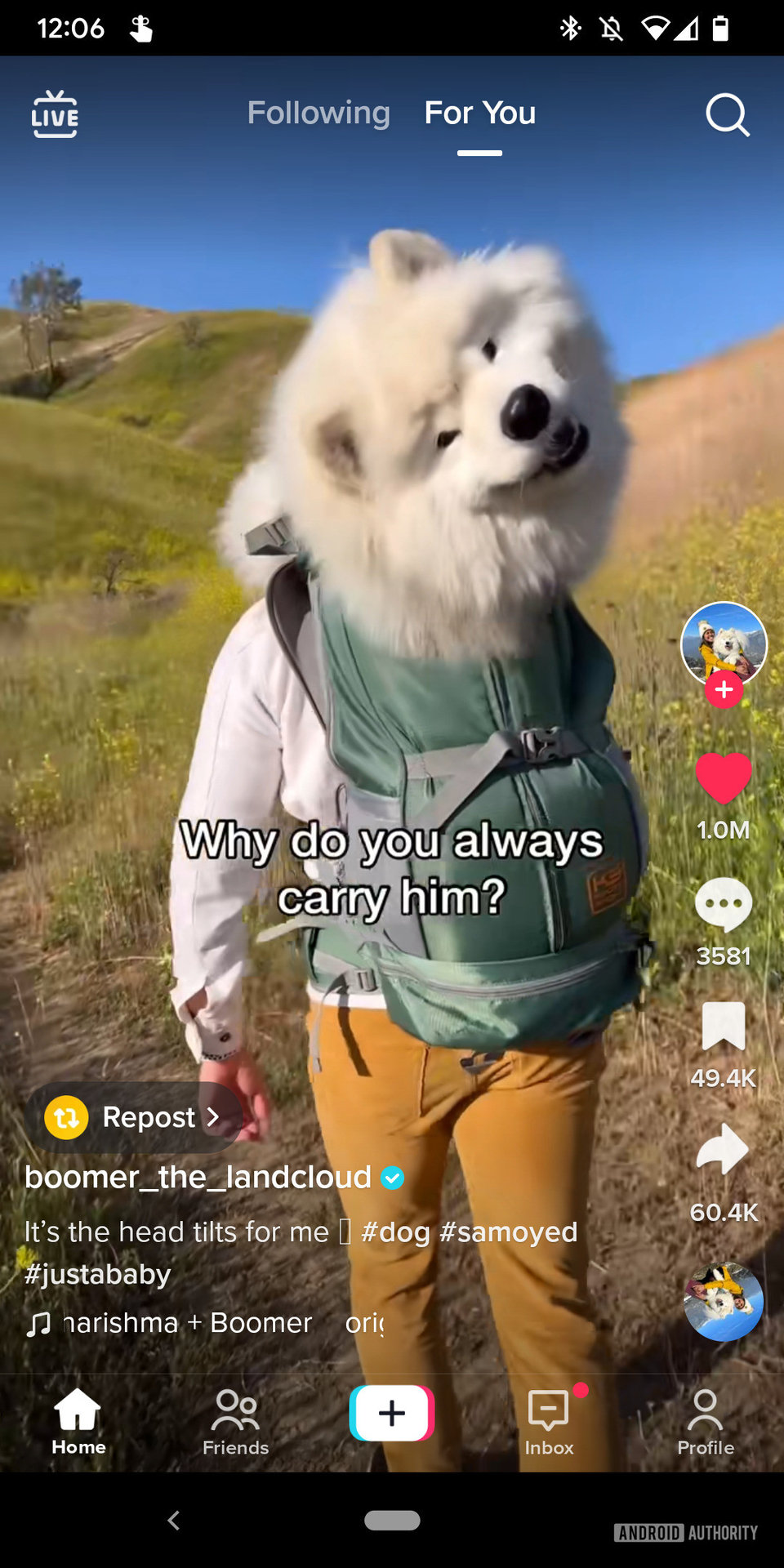 A screenshot of a TikTok video showing a dog in someone's backpack as they walk along a grasy trail.
