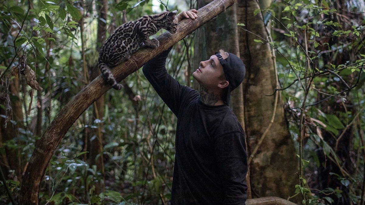 A man in the jungle looks up at a wildcat in a tree in Wildcat - best new streaming movies