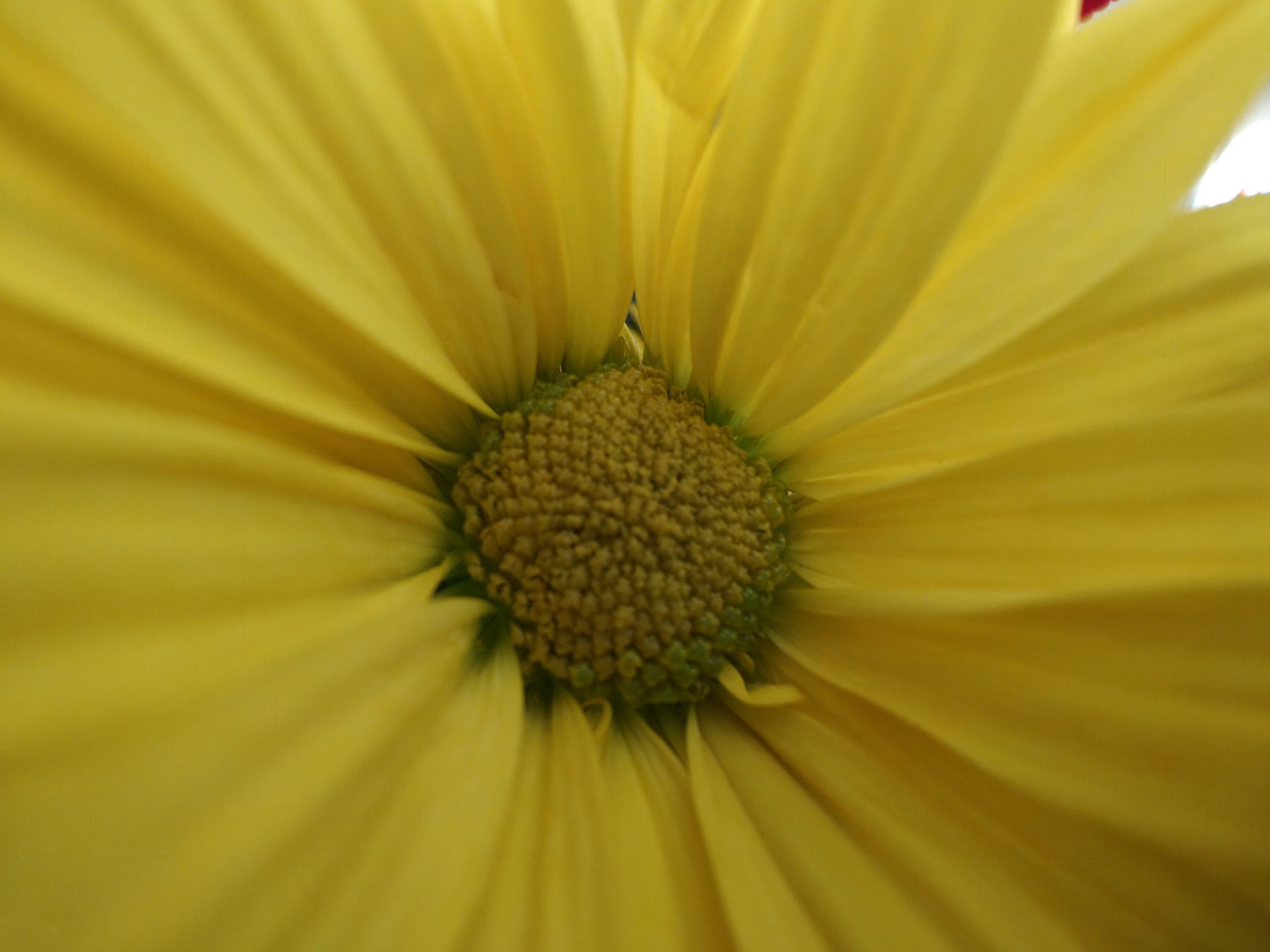 oneplus 11 yellow flower macro