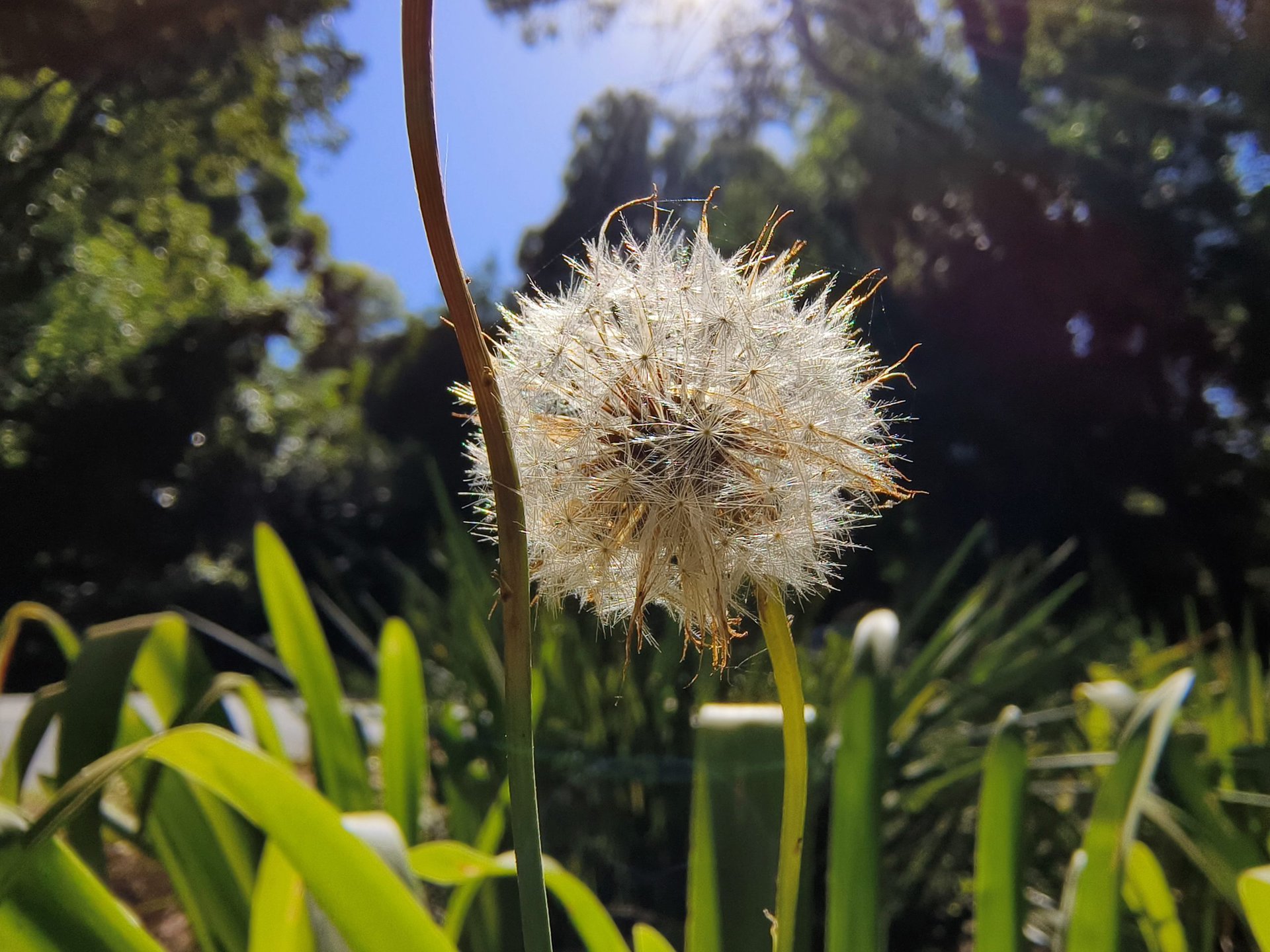 A macro shot of a dandelion, taken by the Vivo X90 Pro.