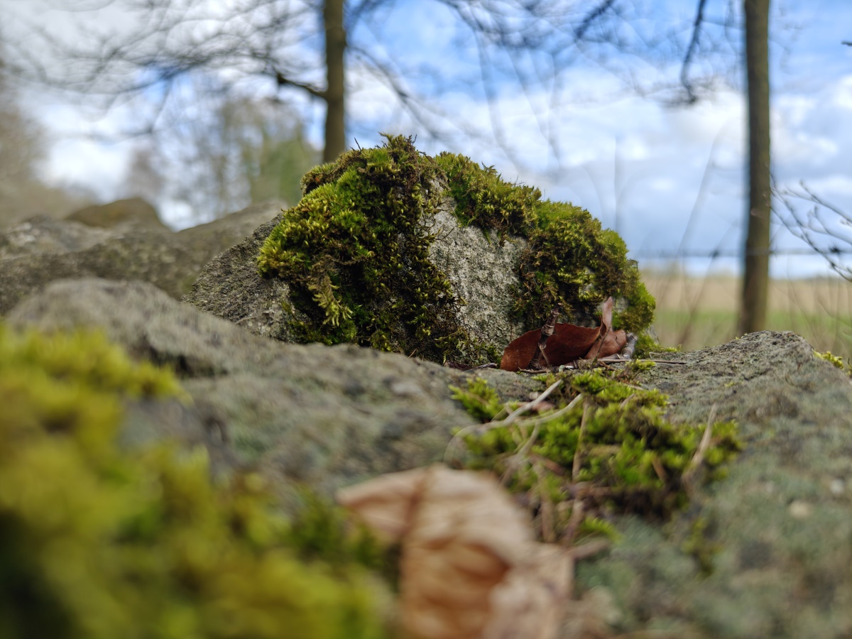 Oppo Find X6 Pro camera sample moss detail and DoF