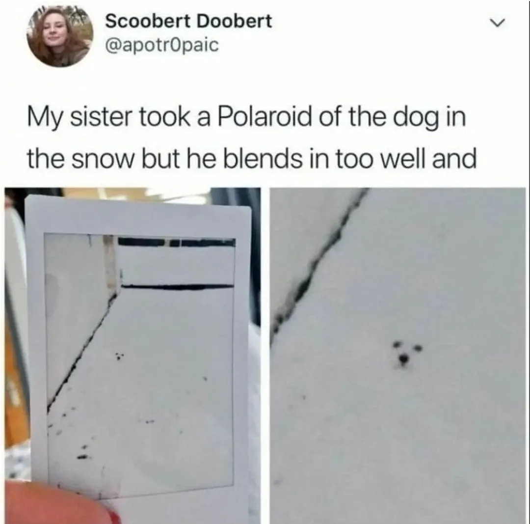 dog snow meme
