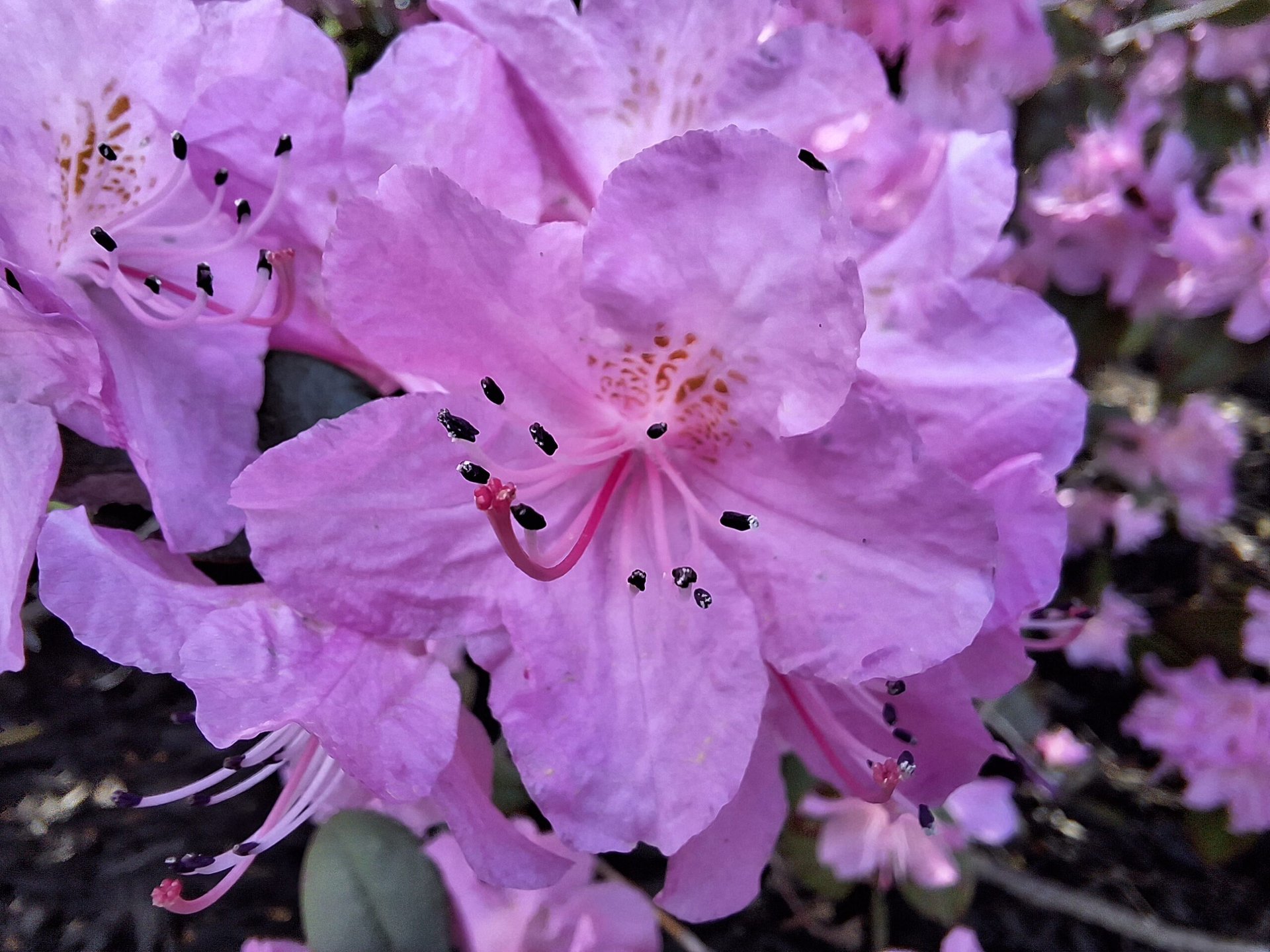 Samsung Galaxy A54 pink flower macro