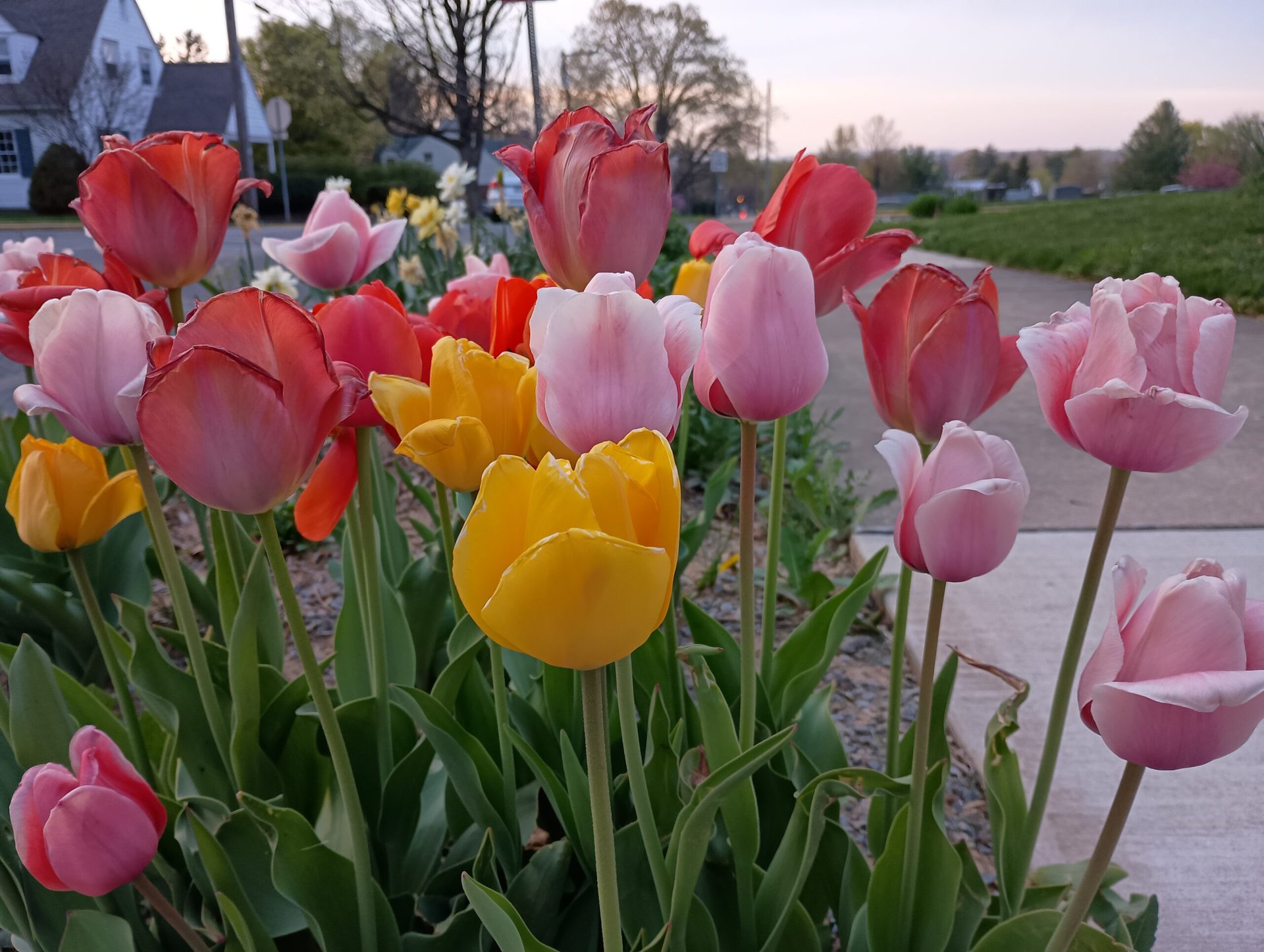 moto g power tulips standard