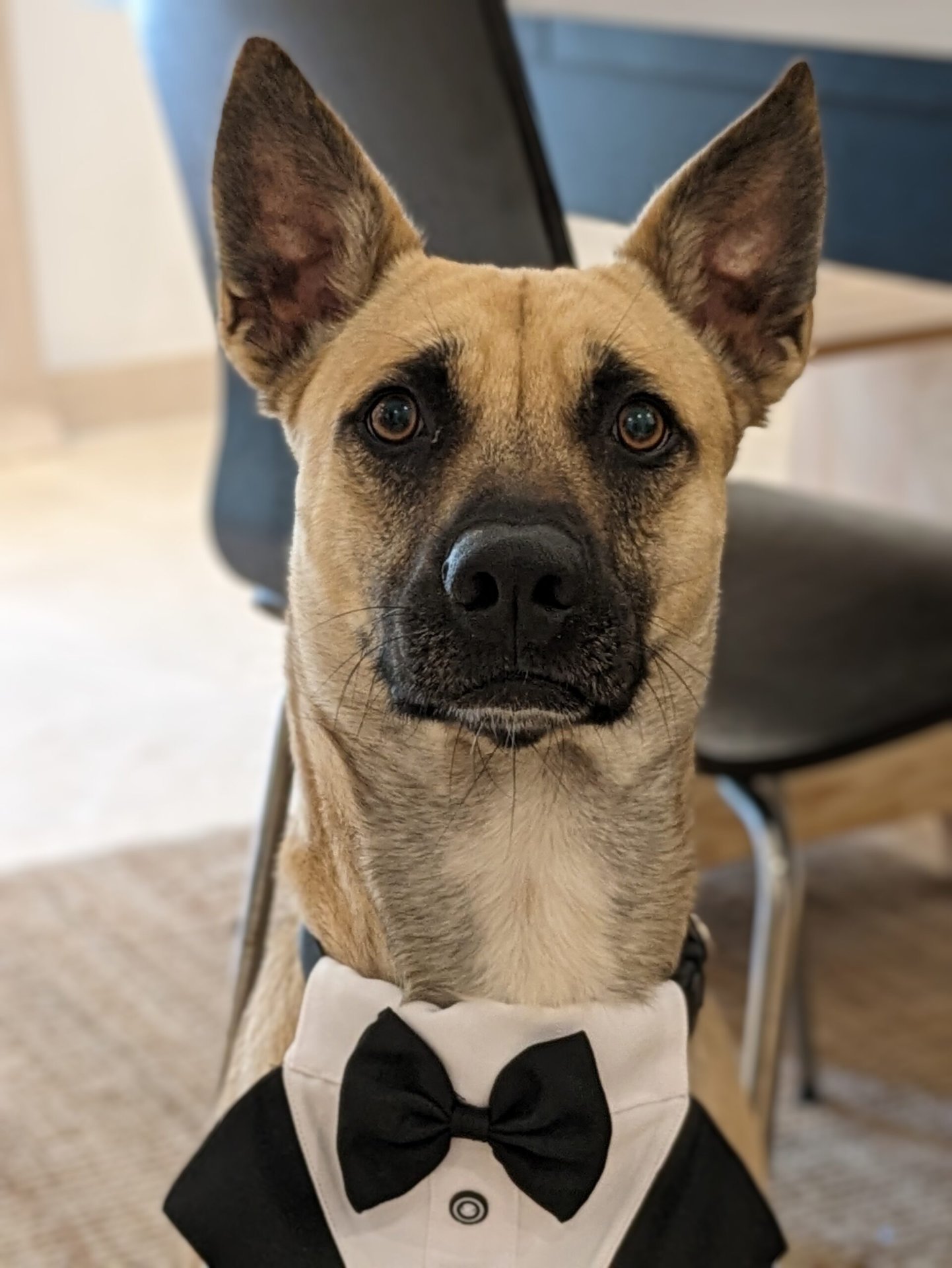 google pixel 7a camera sample dog portrait 2x edited