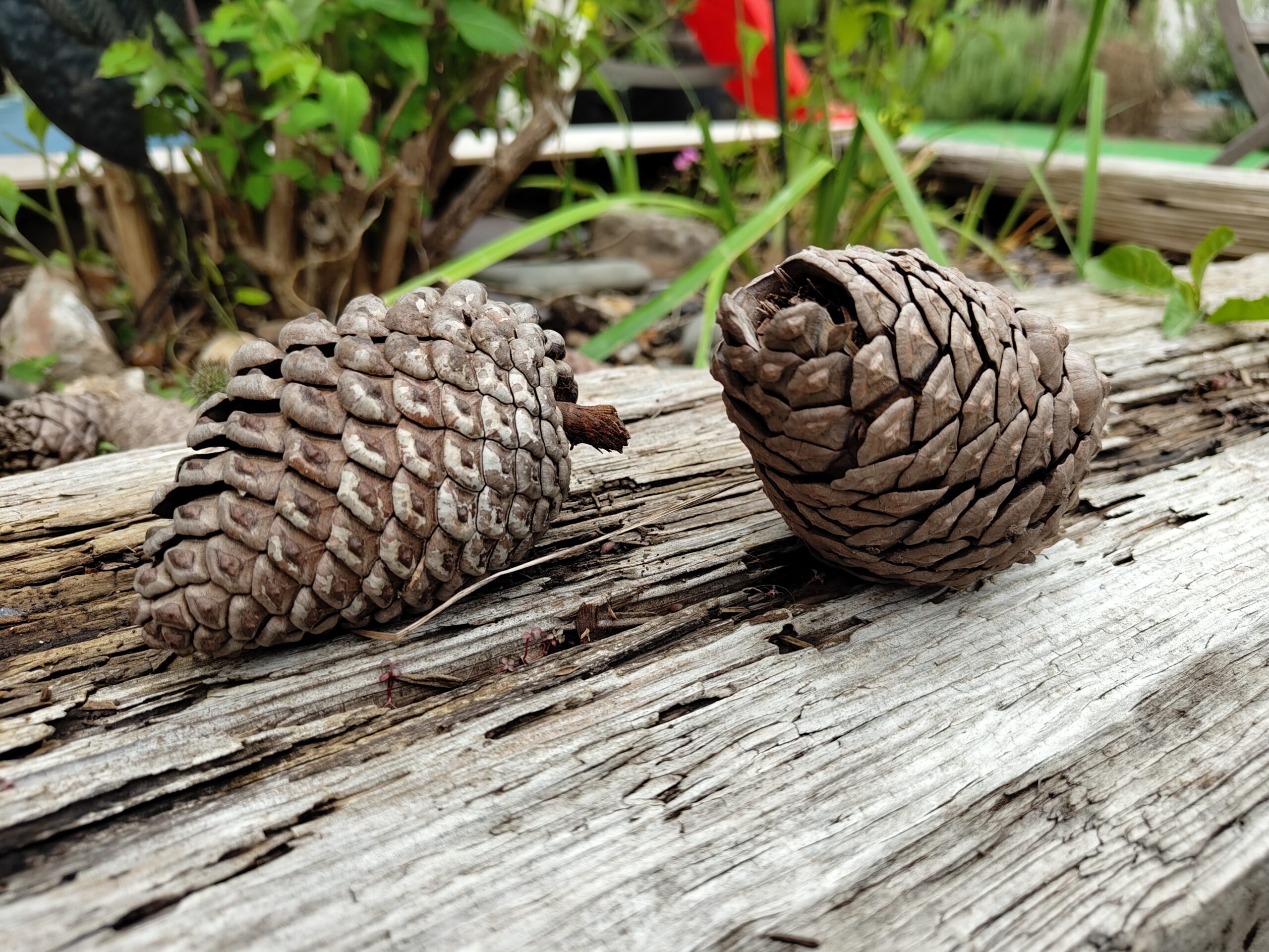 Nothing Phone 2 camera sample pine cones
