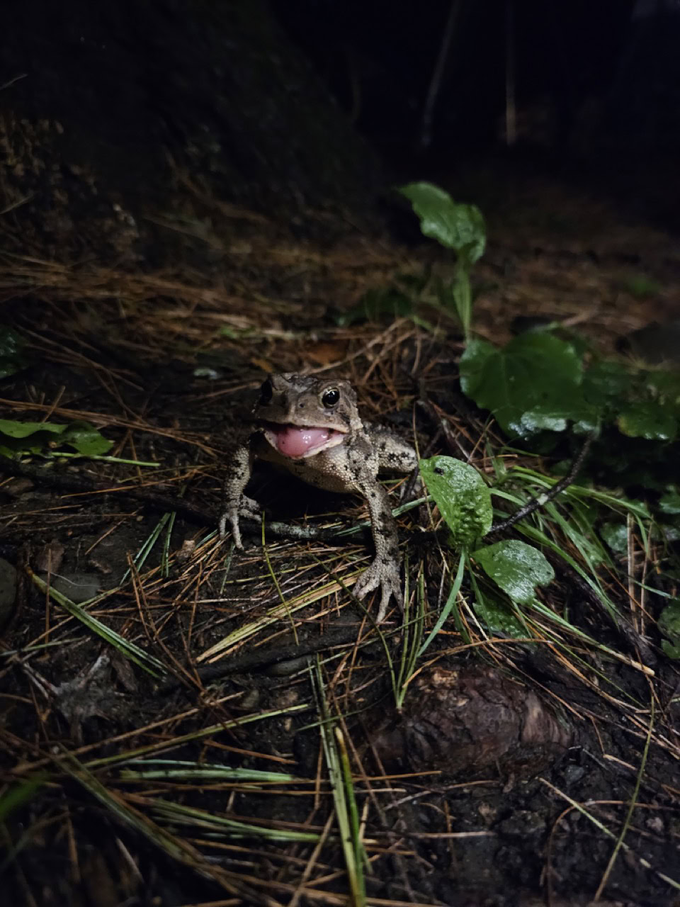 Samsung Galaxy S23 Ultra toad low light Large