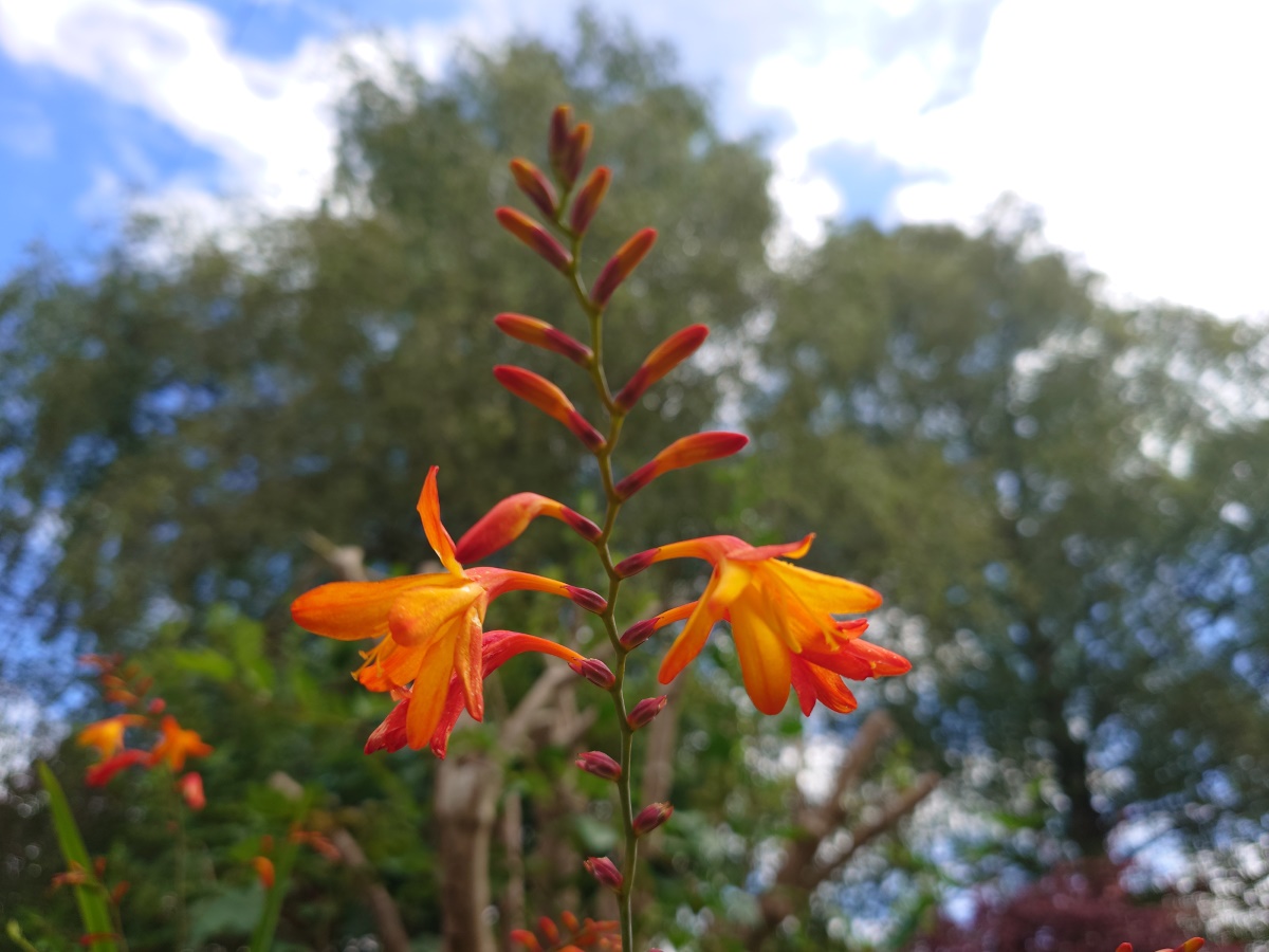Sony Xperia 1 V camera sample flower color HDR