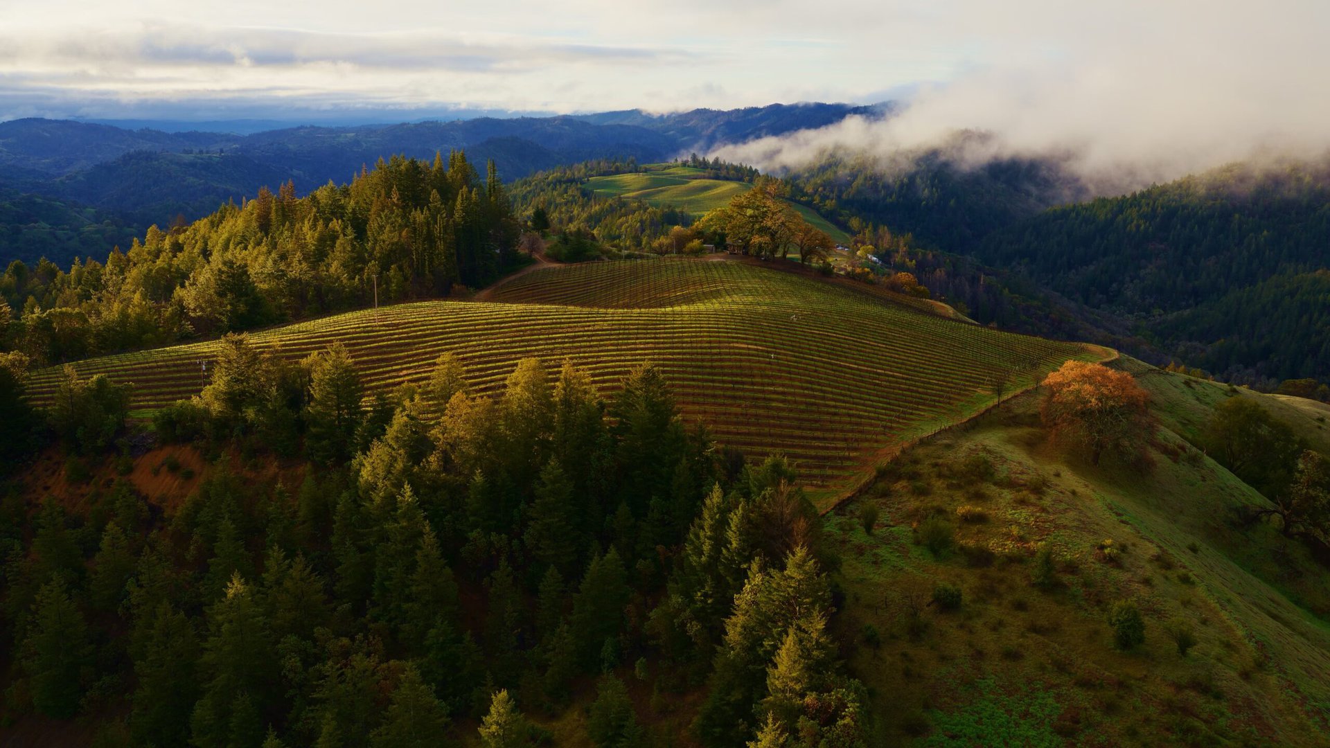 macOS Sonoma Valley wallpaper