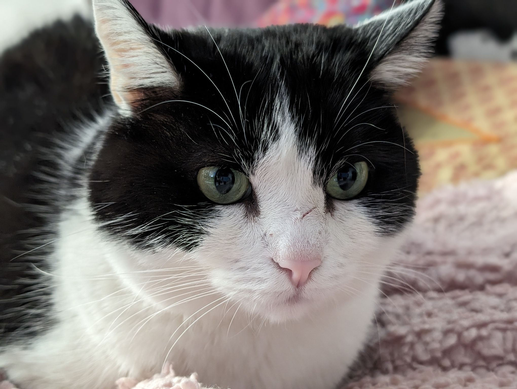 google pixel 8 pro camera sample cat portrait 2x 2