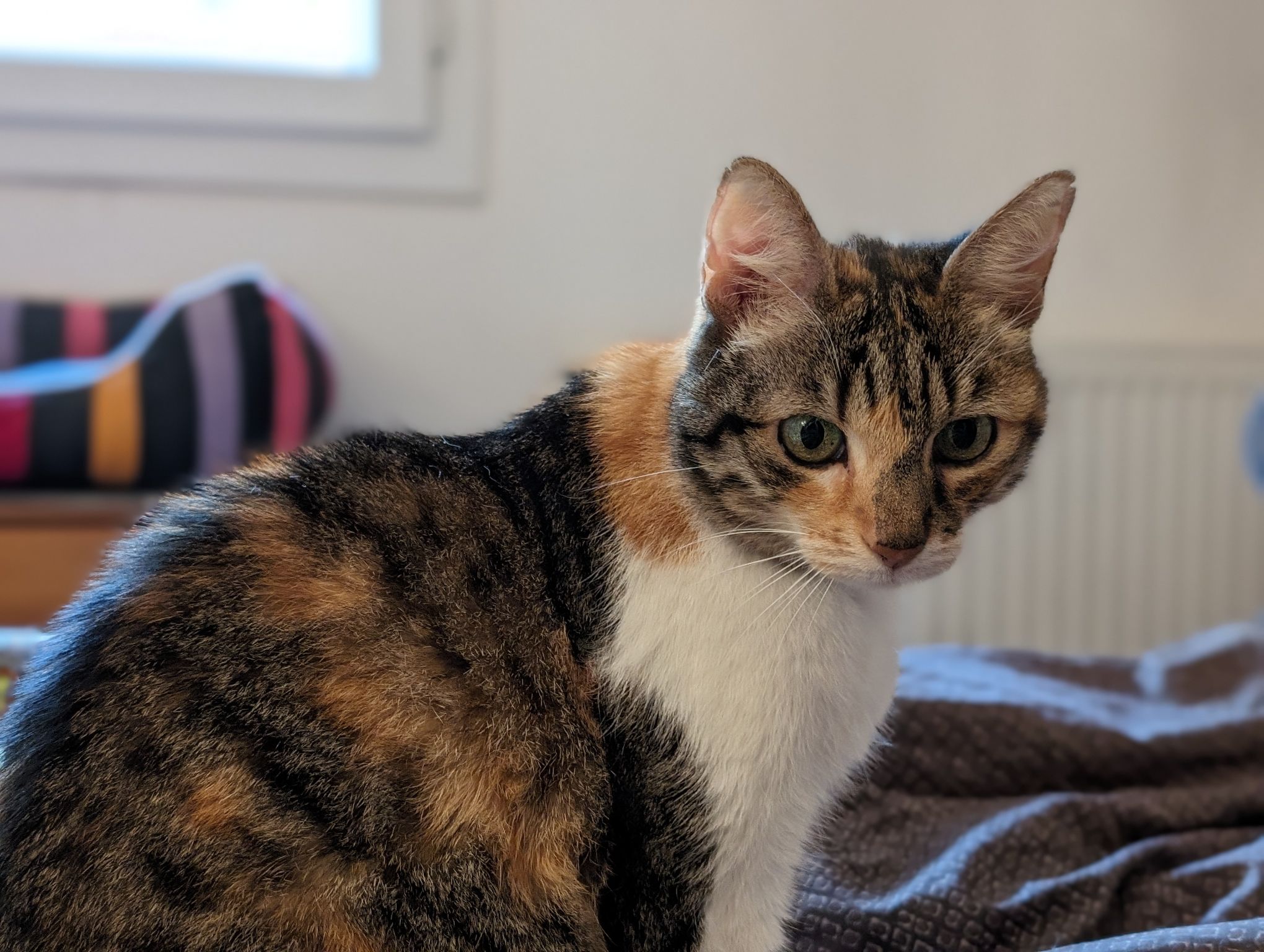 google pixel 8 pro camera sample cat portrait 2x 3