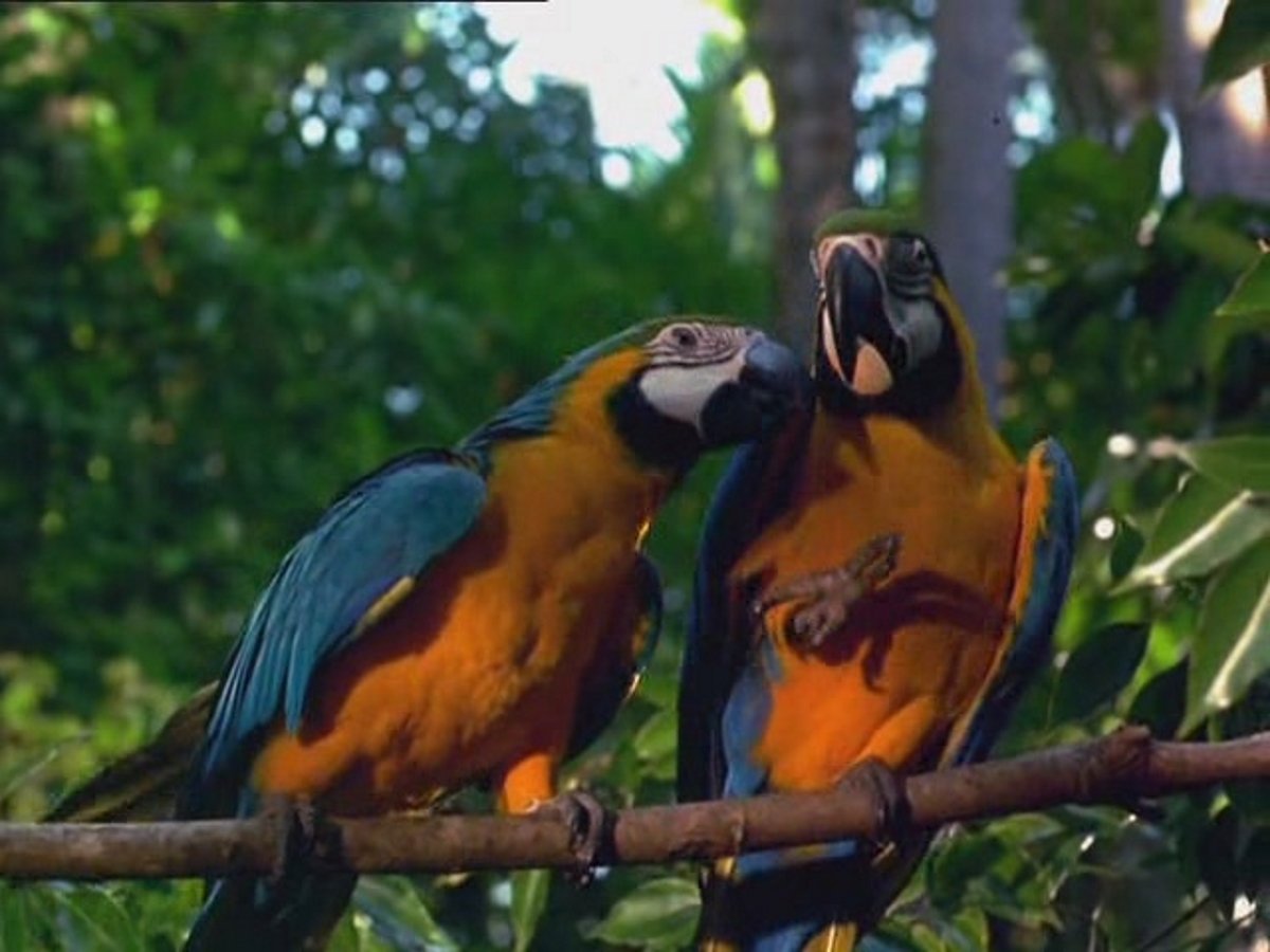 The Real Macaw (1998)