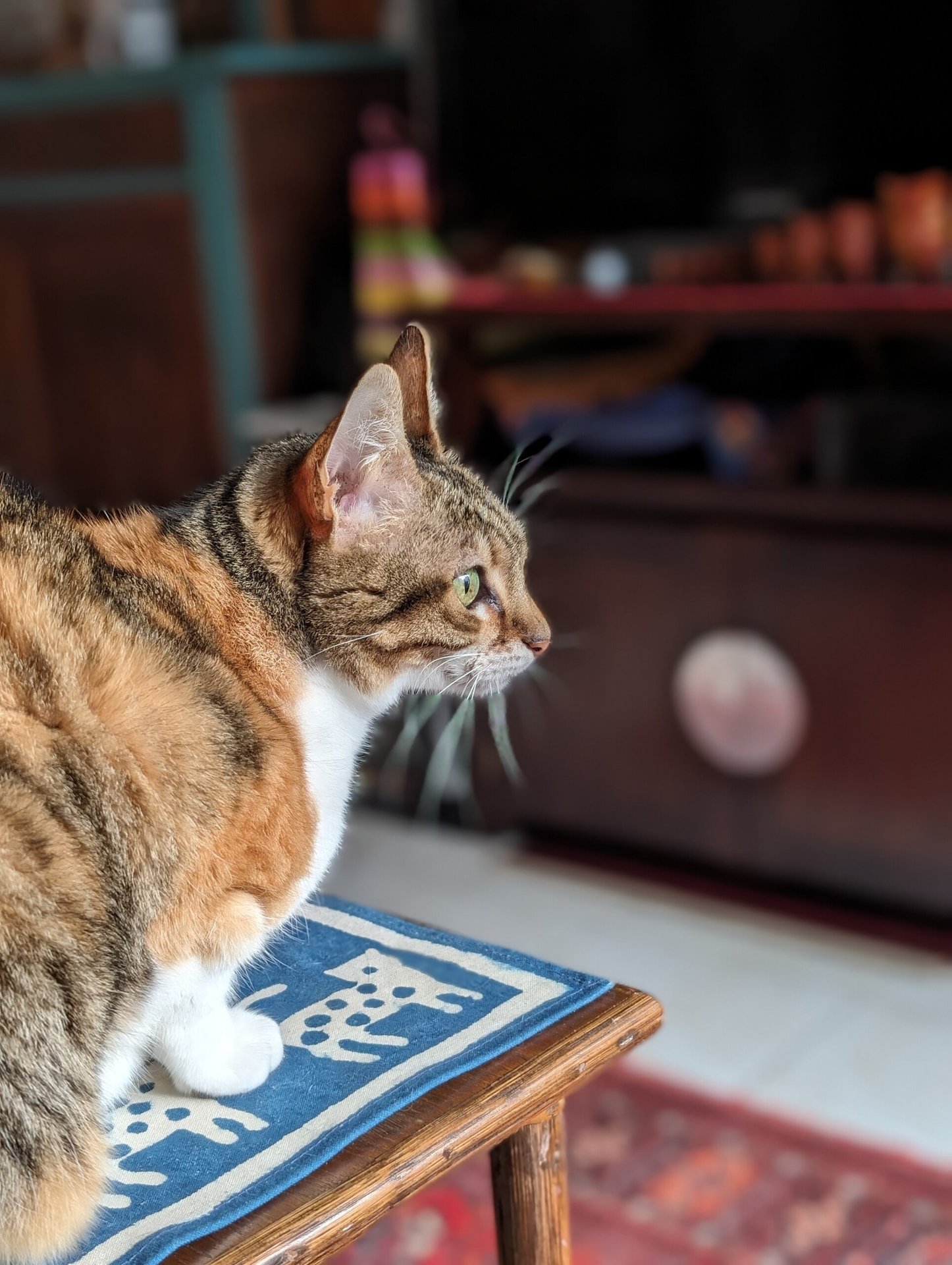 google pixel 8 pro camera sample cat portrait 2x 1